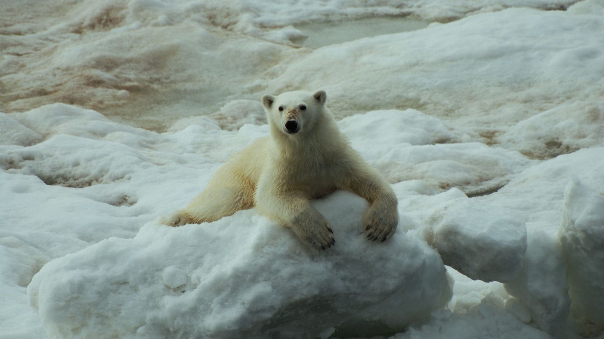 Скачати мобільні шпалери Сніг, Сидіти, Білий Ведмідь, Тварини безкоштовно.