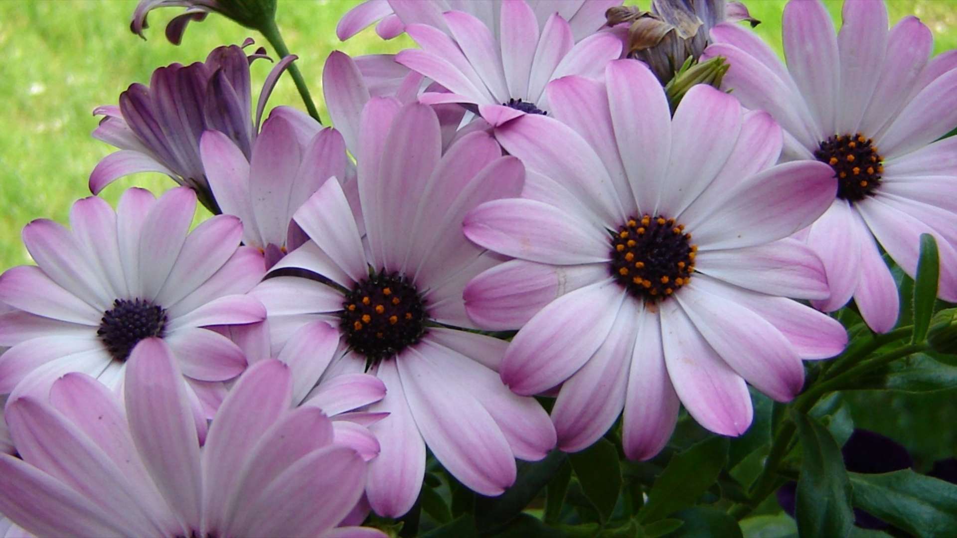 Download mobile wallpaper Flowers, Flower, Earth, Daisy, Purple Flower for free.