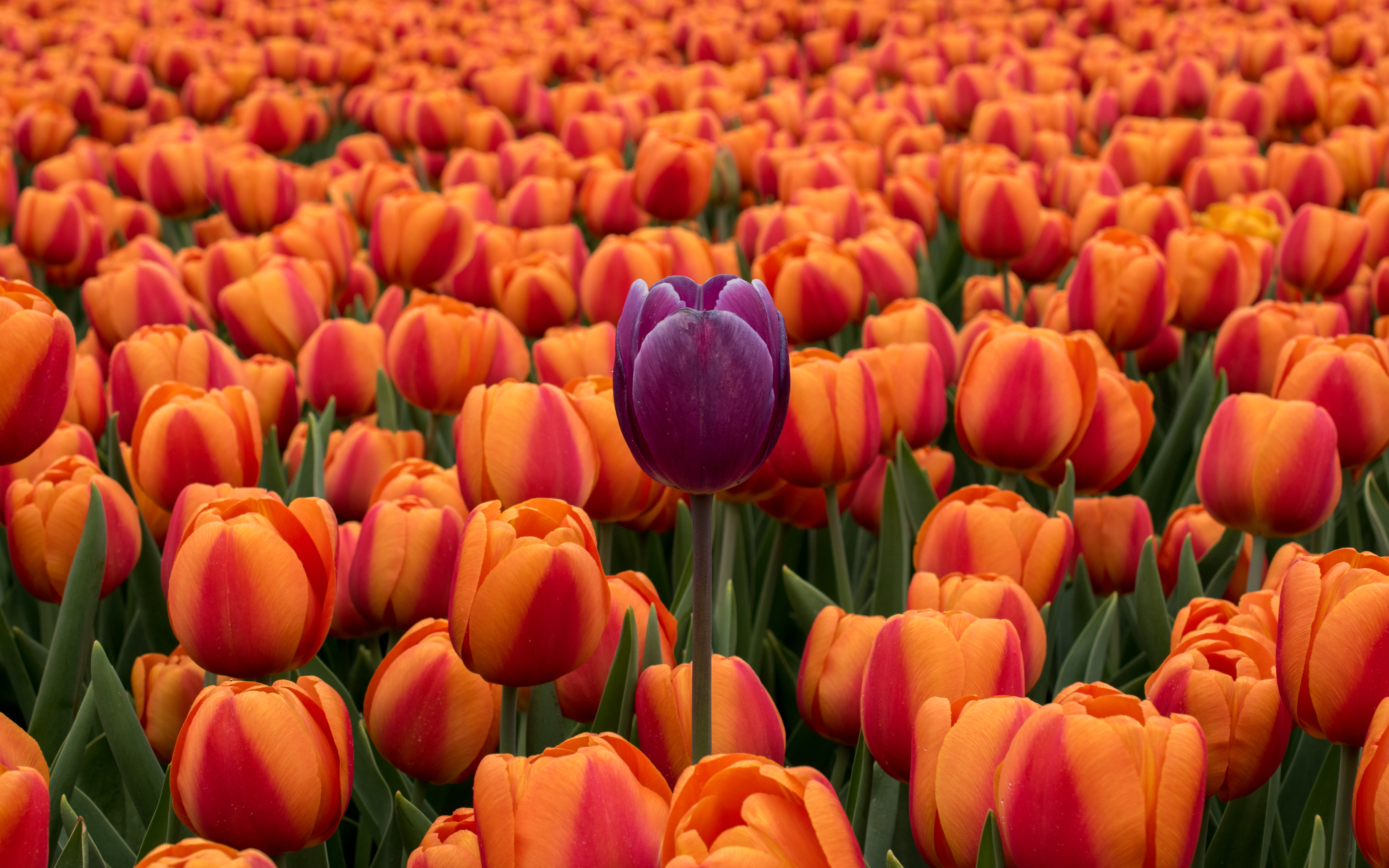 127094 baixar papel de parede flores, tulipas, violeta, laranja, canteiro de flores, roxo, contraste - protetores de tela e imagens gratuitamente