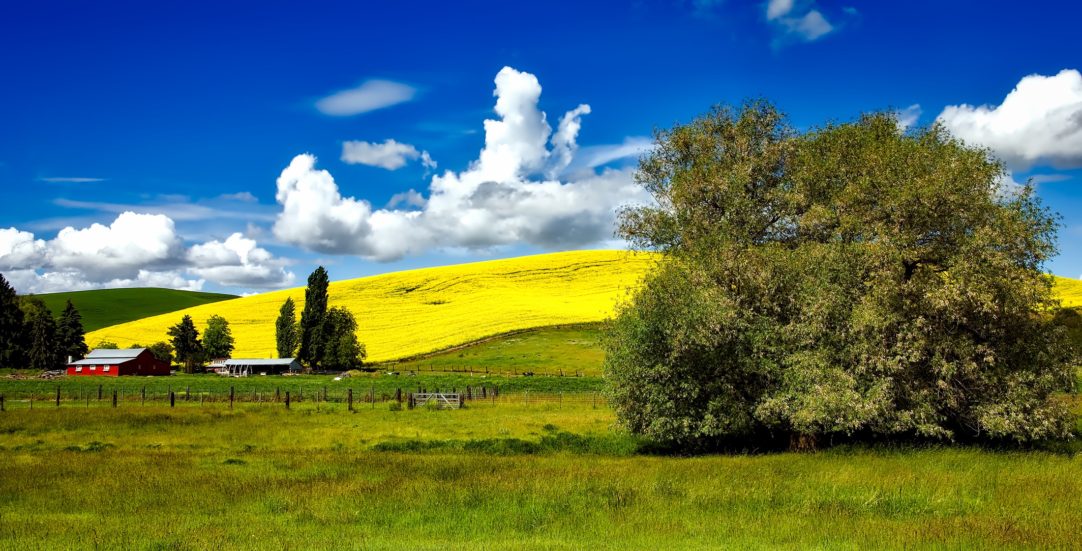 Free download wallpaper Landscape, Sky, Tree, Hill, Cloud, Photography, Rapeseed on your PC desktop