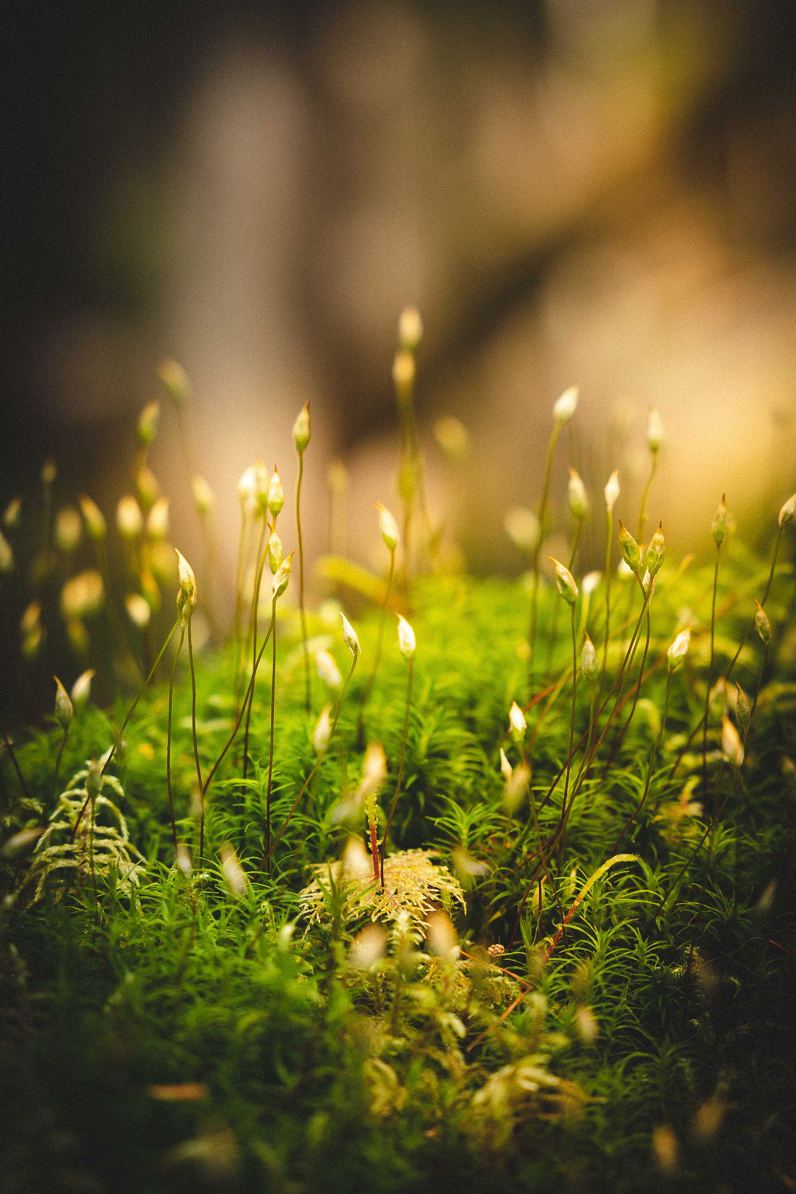 Download mobile wallpaper Macro, Grass, Moss for free.