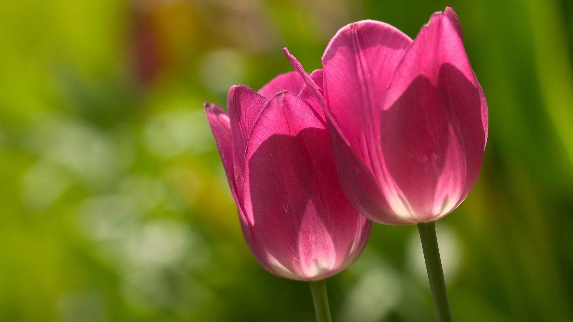 Laden Sie das Pflanze, Makro, Tulip, Stengel, Stiel, Tulpe-Bild kostenlos auf Ihren PC-Desktop herunter