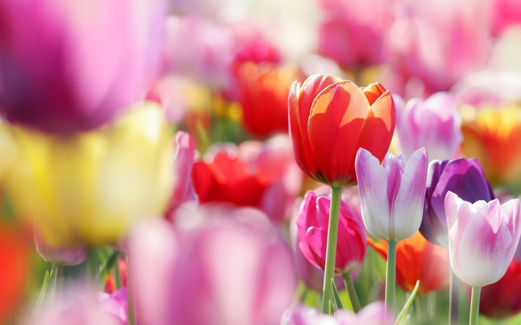 49316 baixar papel de parede plantas, flores, tulipas, vermelho - protetores de tela e imagens gratuitamente