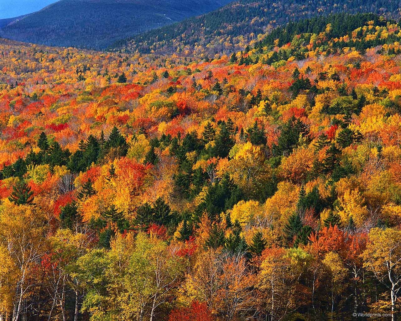 Handy-Wallpaper Bäume, Landschaft, Herbst kostenlos herunterladen.
