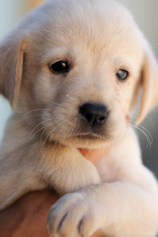 Download mobile wallpaper Dogs, Dog, Close Up, Animal, Puppy, Labrador, Cute, Labrador Retriever for free.