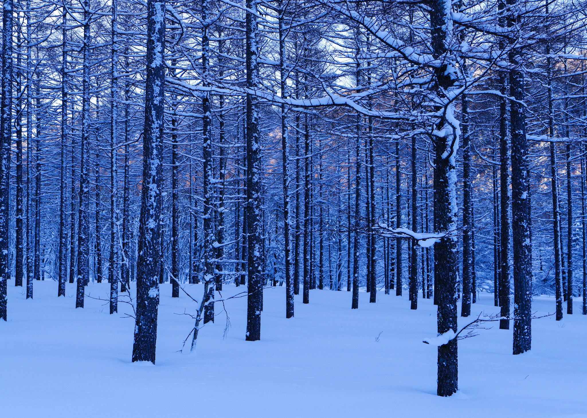 Descarga gratuita de fondo de pantalla para móvil de Invierno, Nieve, Bosque, Árbol, Tierra/naturaleza.