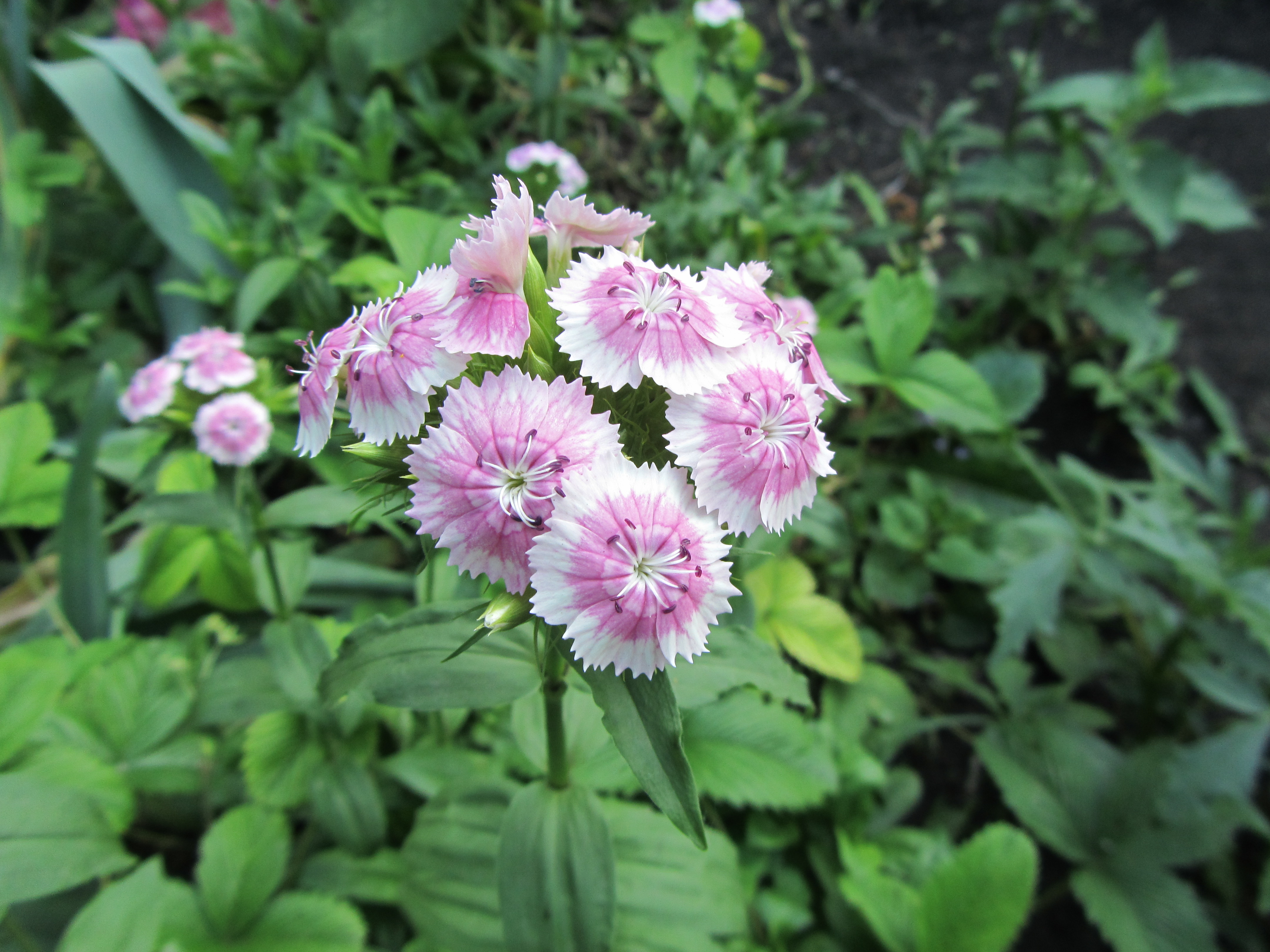 Laden Sie das Blumen, Blume, Erde/natur-Bild kostenlos auf Ihren PC-Desktop herunter