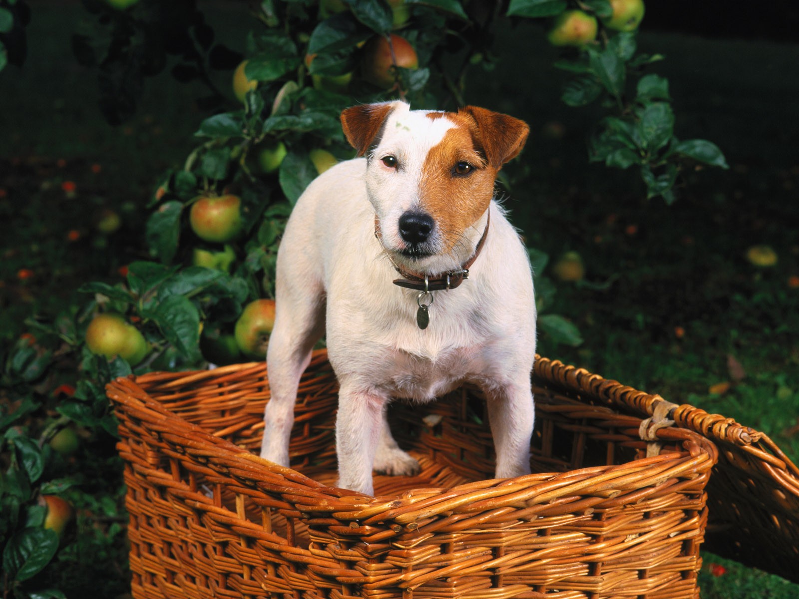 Téléchargez gratuitement l'image Animaux, Chiens, Chien sur le bureau de votre PC