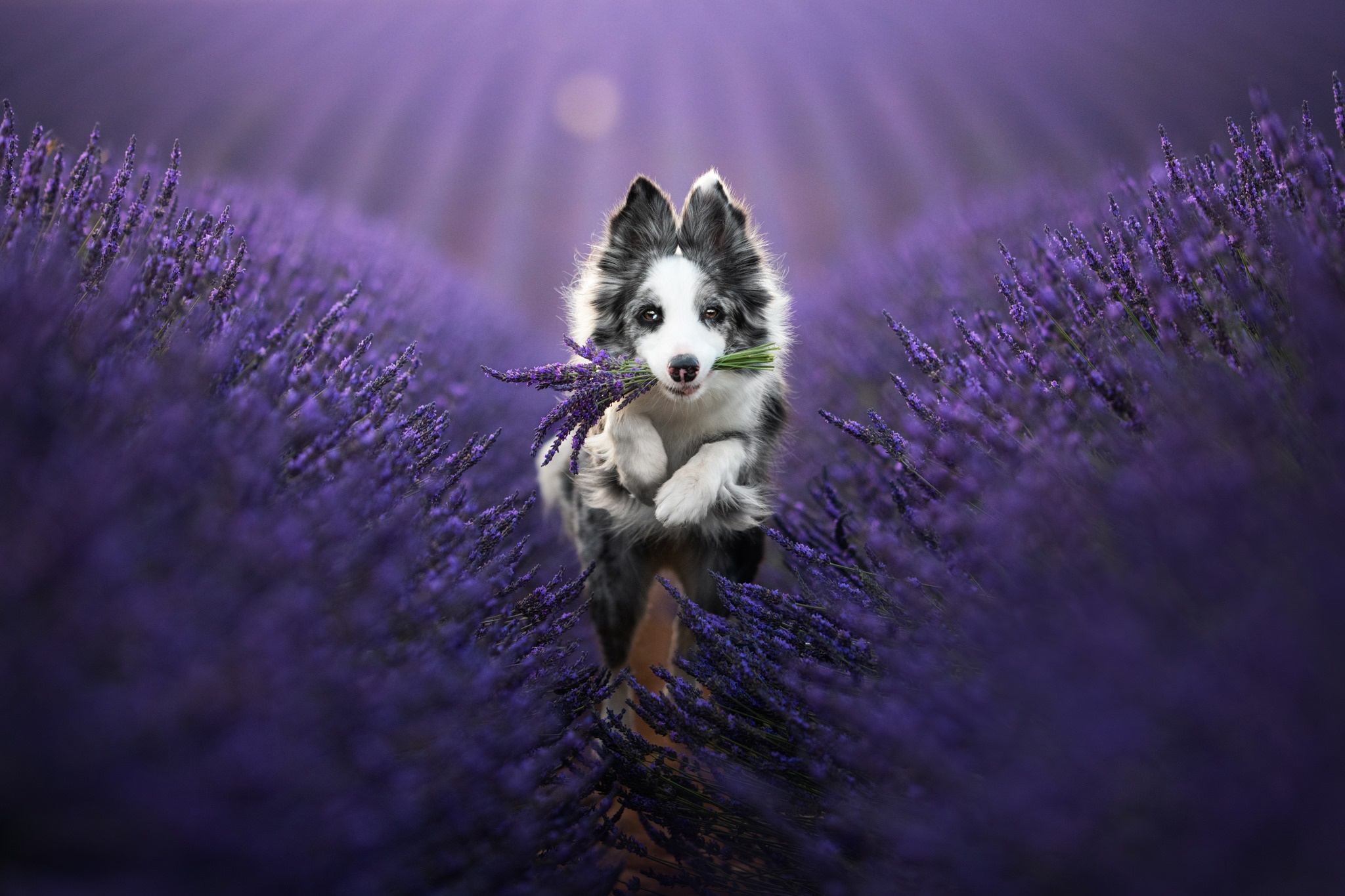 Download mobile wallpaper Dogs, Dog, Animal, Puppy, Lavender, Border Collie, Purple Flower, Baby Animal for free.