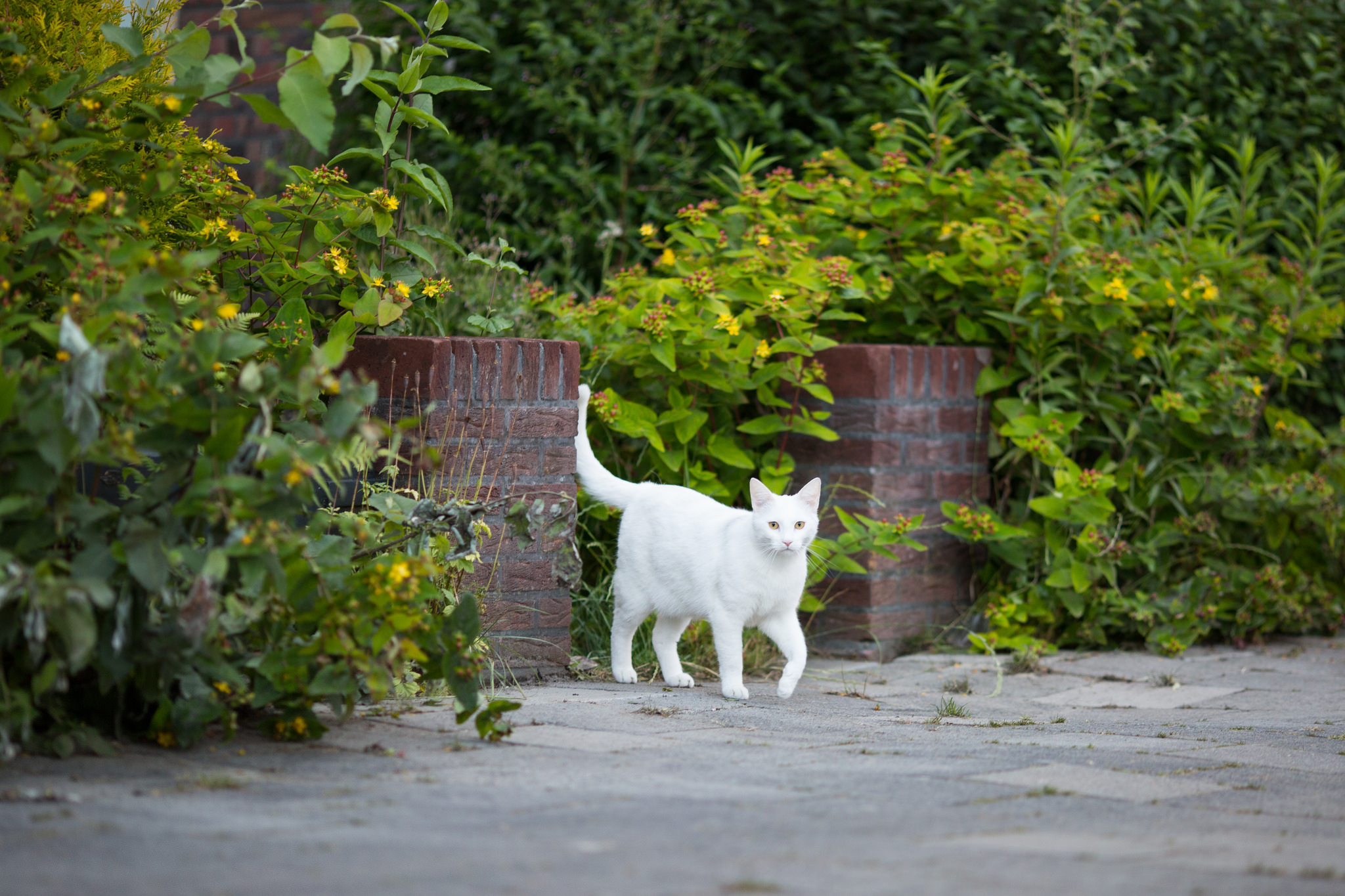 Descarga gratuita de fondo de pantalla para móvil de Animales, Gatos, Gato.