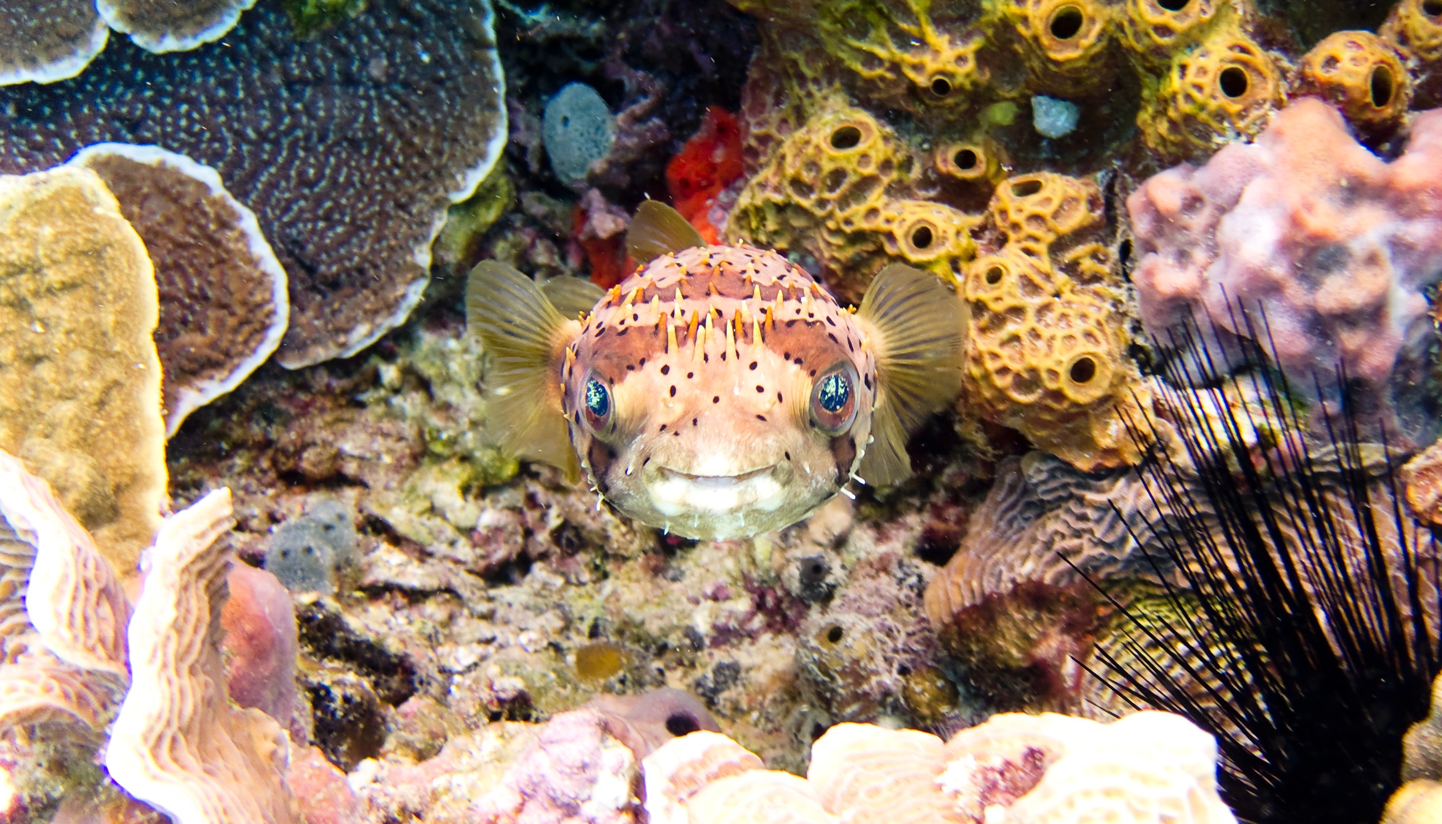 983244 descargar fondo de pantalla animales, pez globo, pez, arrecife, vida marina: protectores de pantalla e imágenes gratis
