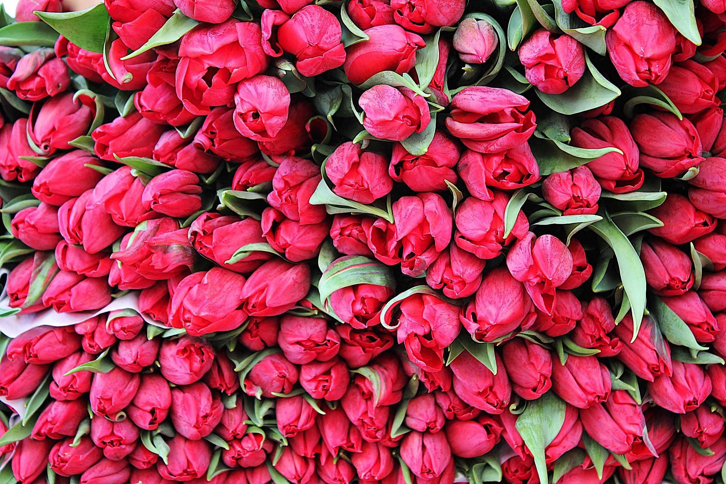 114141 descargar fondo de pantalla flores, tulipanes, cogollos, brotes, multitud, un montón de: protectores de pantalla e imágenes gratis