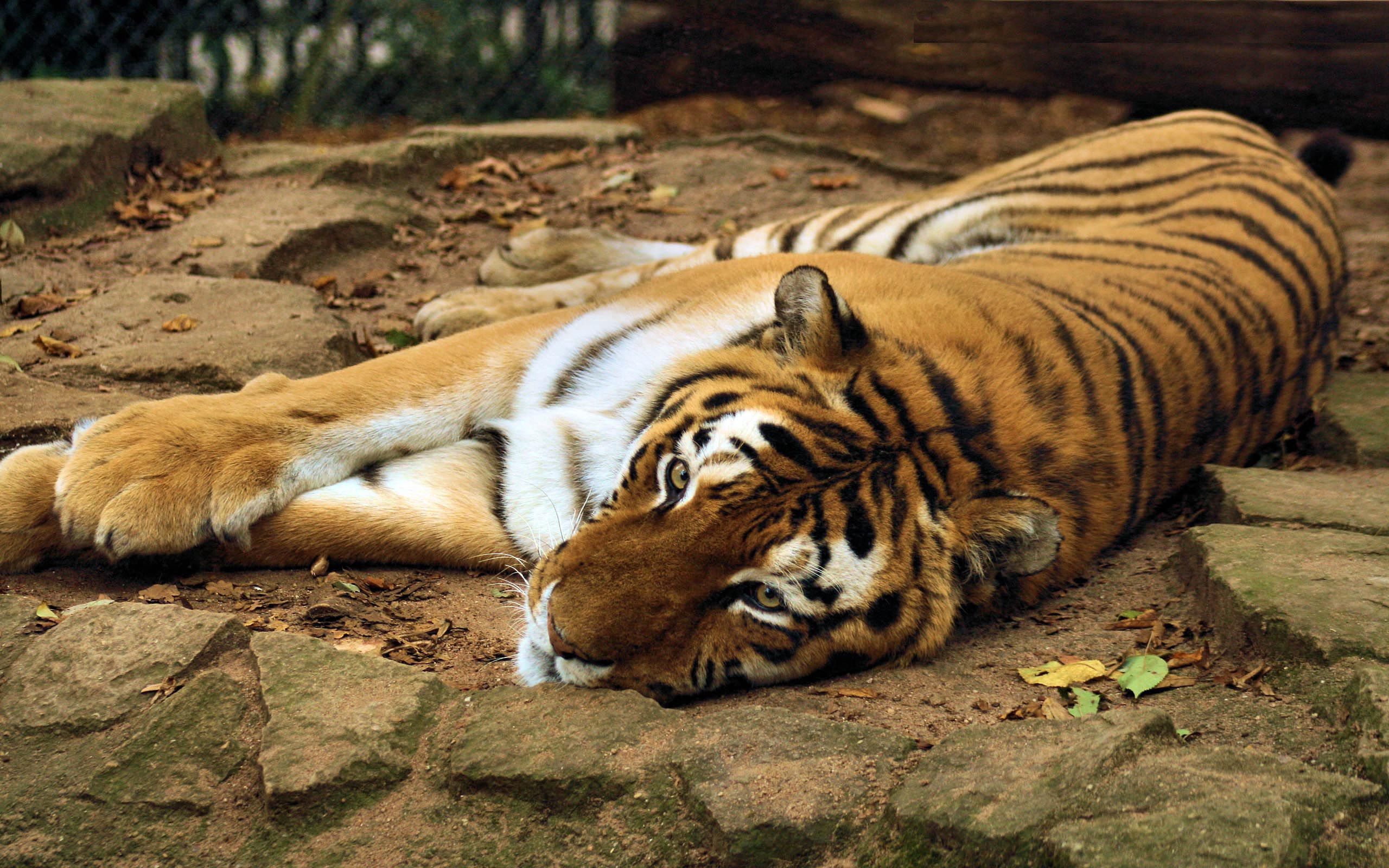 Download mobile wallpaper Lie, To Lie Down, Animals, Big Cat, Predator, Tiger for free.