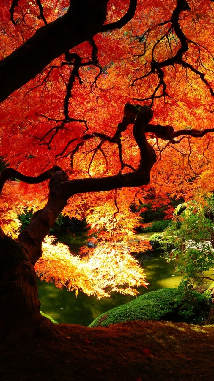 Download mobile wallpaper Nature, Trees, Plant, Park, Tree, Fall, Earth, Garden for free.