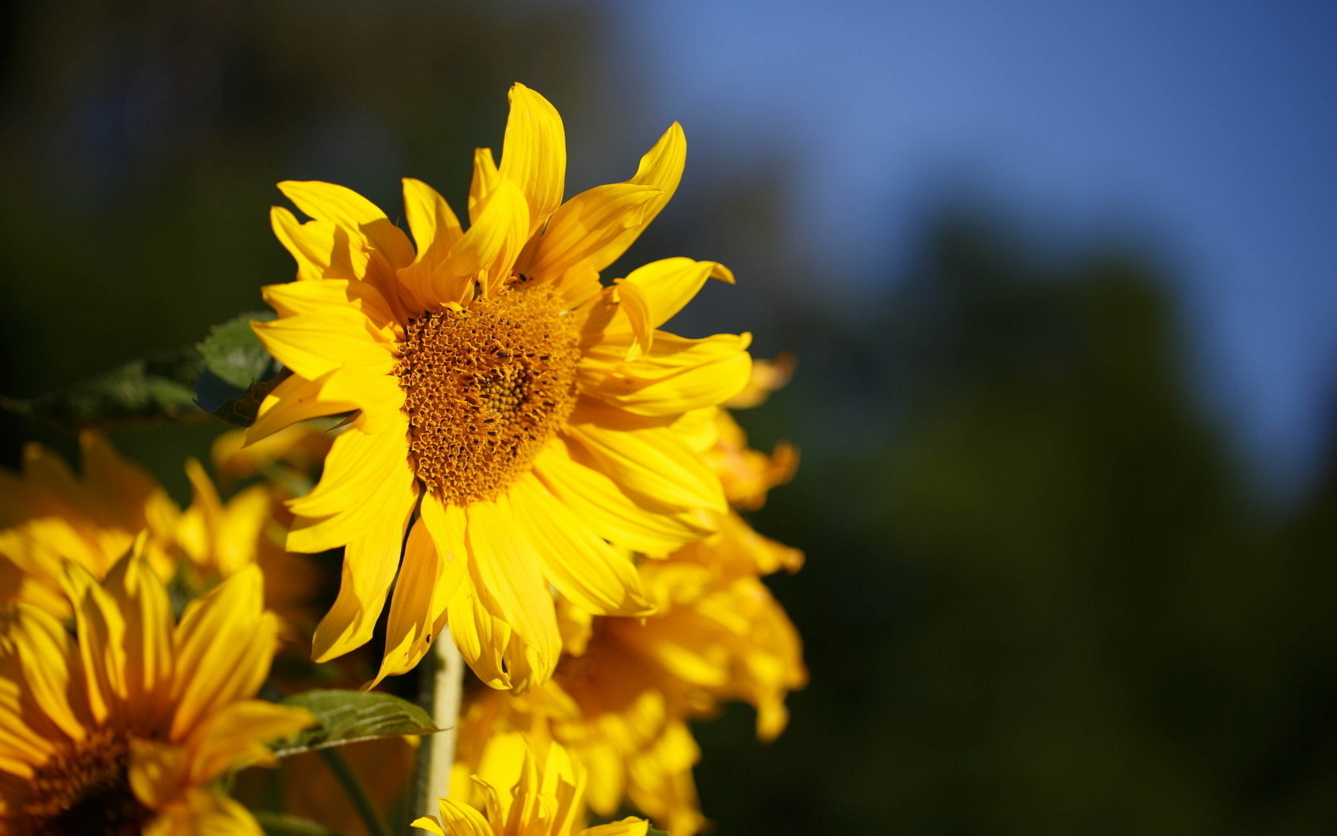 Download mobile wallpaper Sunflower, Flowers, Flower, Earth for free.