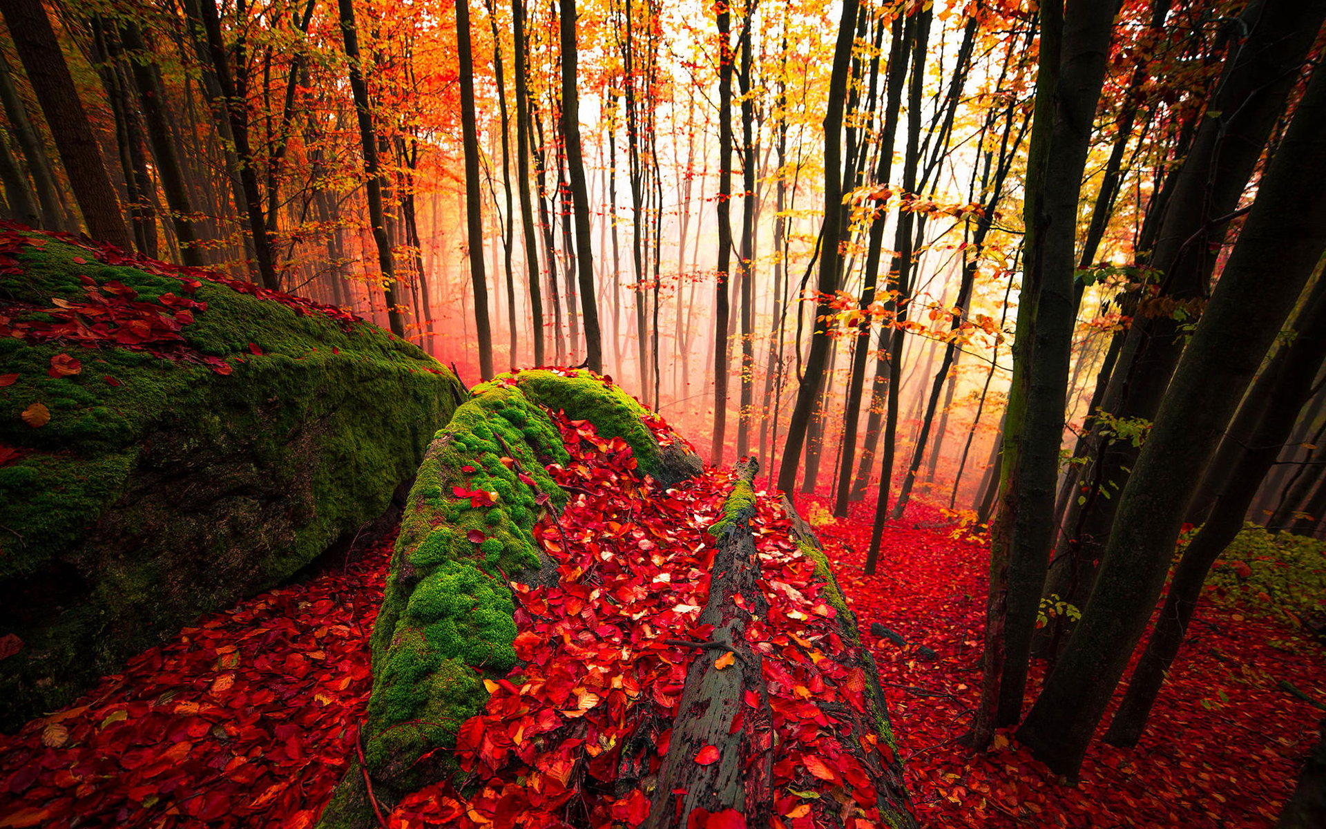 Free download wallpaper Forest, Fog, Fall, Earth on your PC desktop