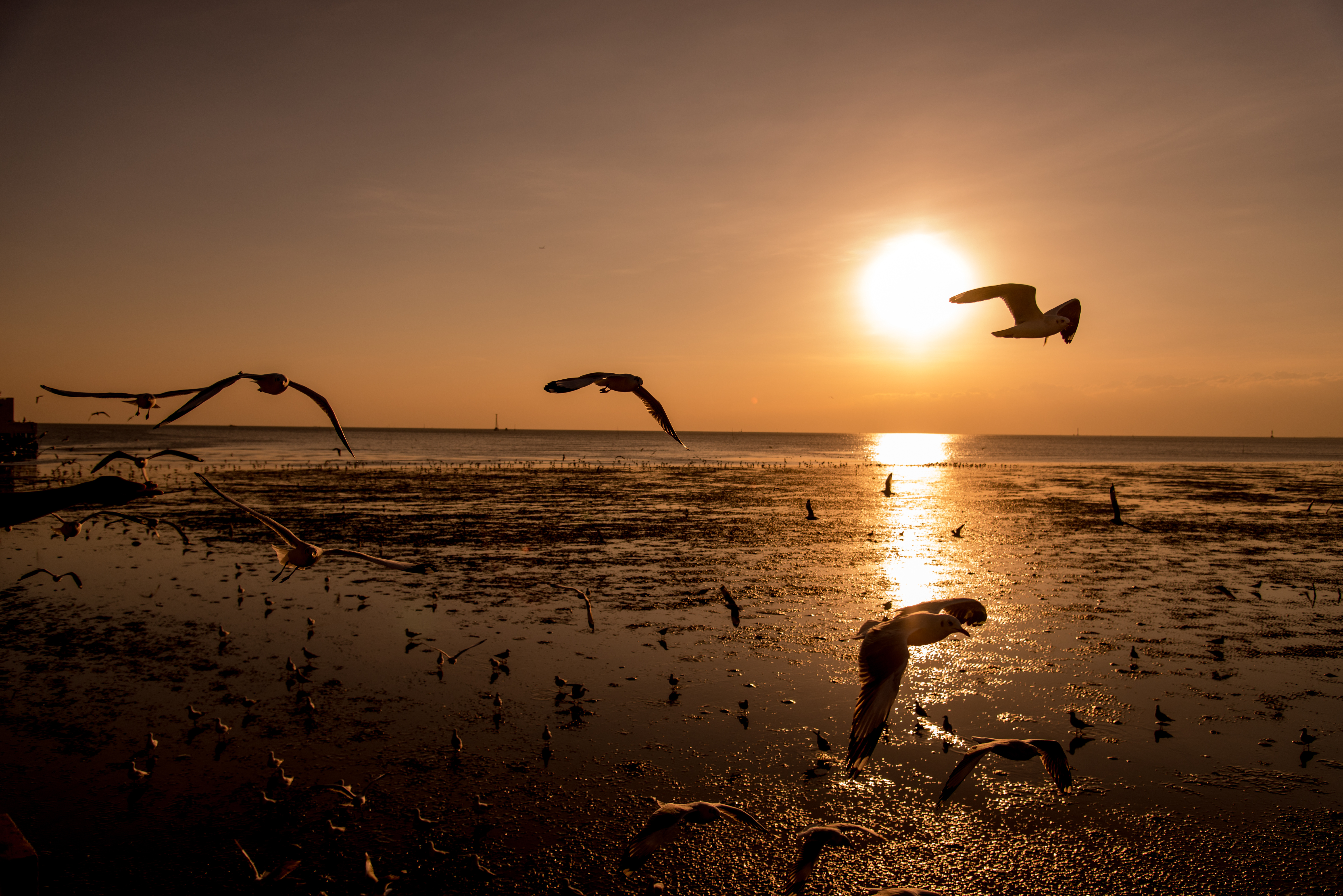 Free download wallpaper Birds, Sunset, Animal, Seagull on your PC desktop