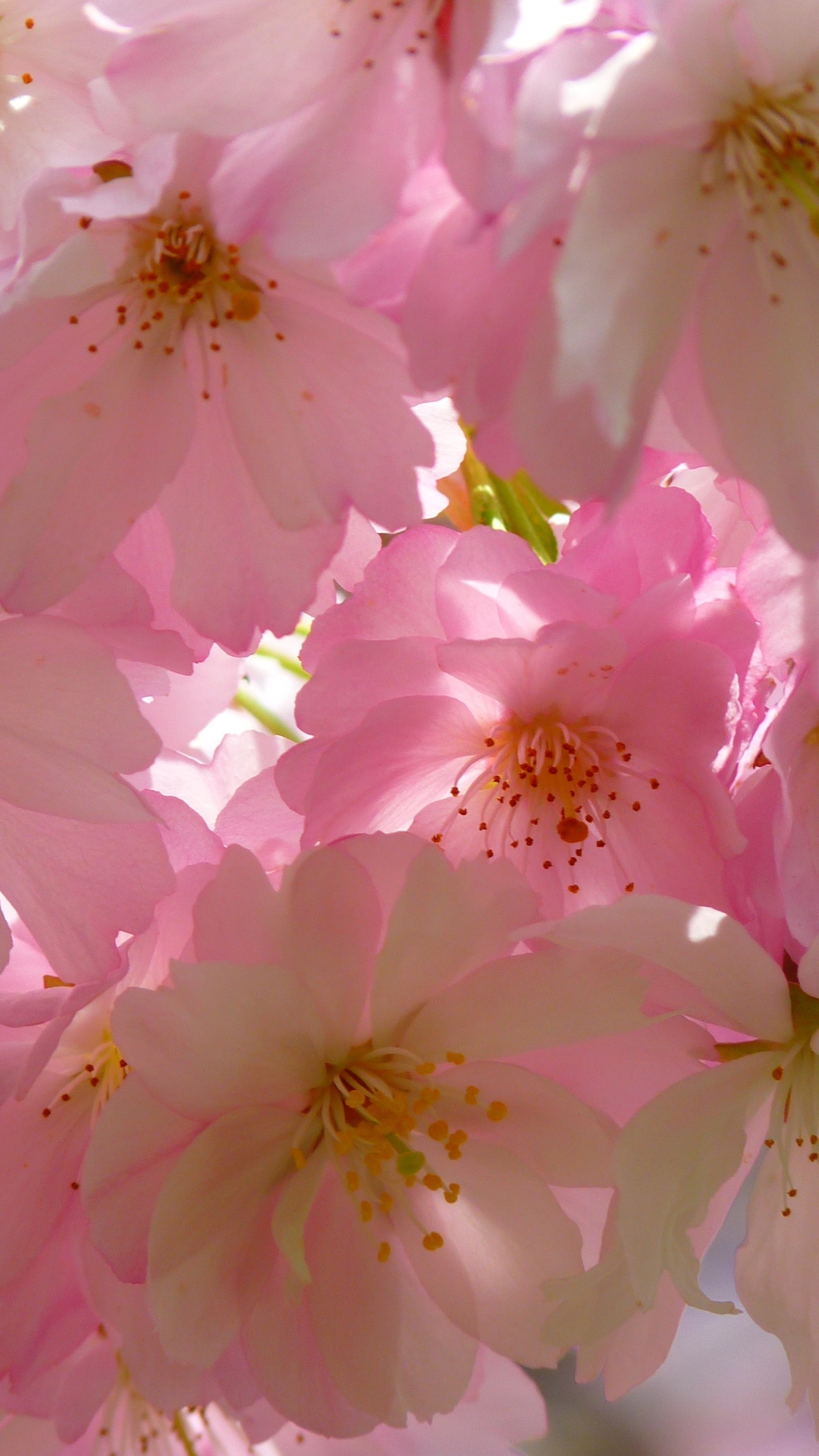 無料モバイル壁紙自然, フラワーズ, 花, 閉じる, ブランチ, 地球, 桜の花, ピンクの花をダウンロードします。