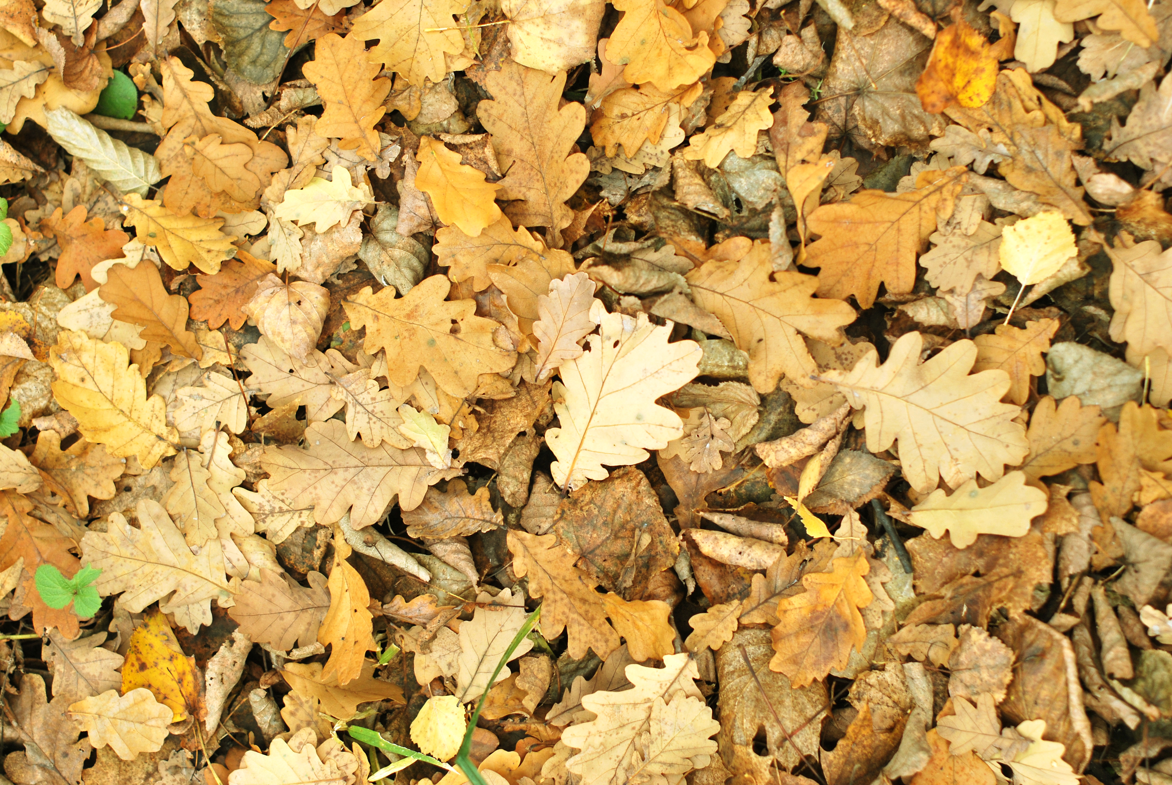 無料モバイル壁紙自然, 葉, オーク, 堕ちた, 落ちて, 秋をダウンロードします。