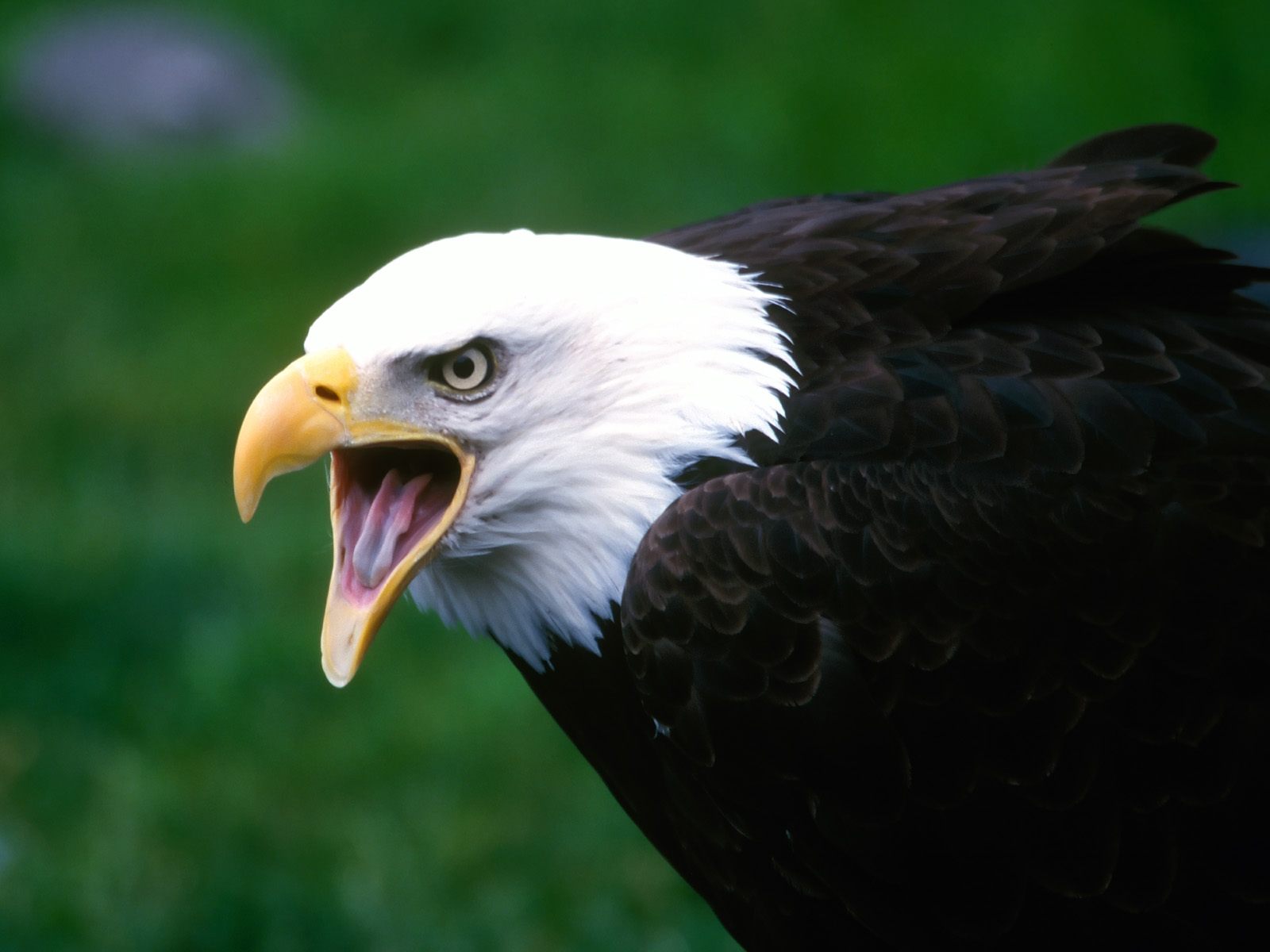 Download mobile wallpaper Animal, Bald Eagle for free.