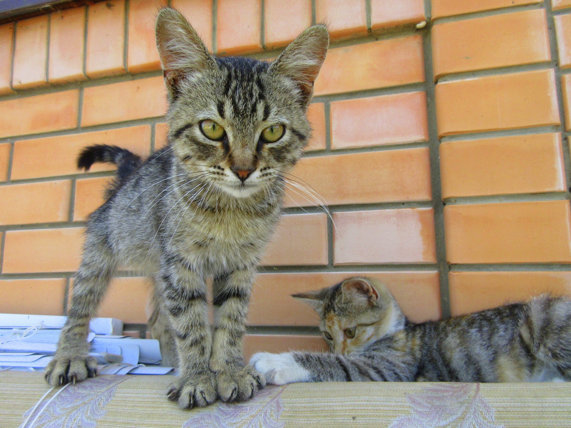 Baixe gratuitamente a imagem Gato, Gatos, Animais na área de trabalho do seu PC