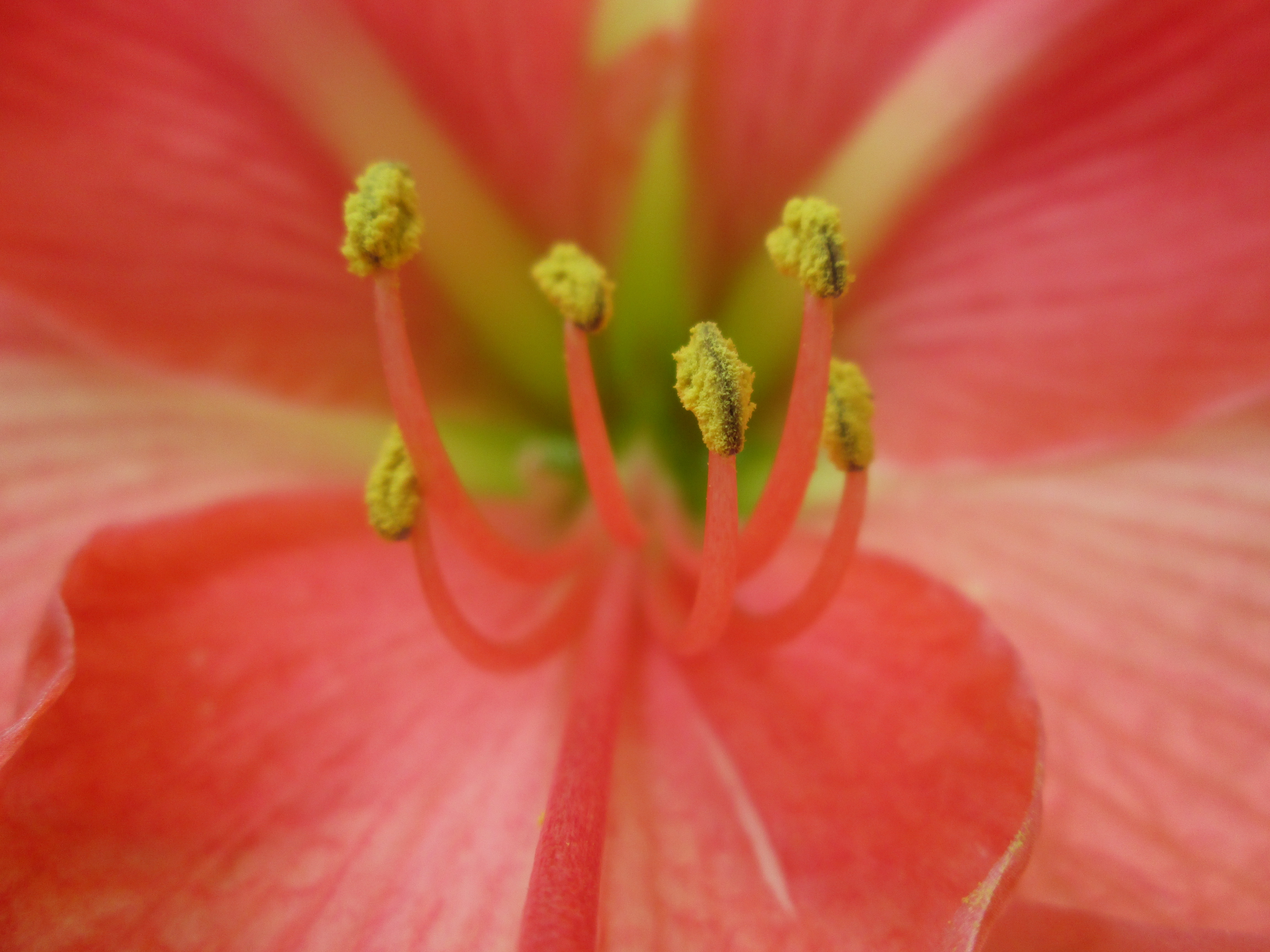 Descarga gratuita de fondo de pantalla para móvil de Flores, Flor, Tierra/naturaleza.