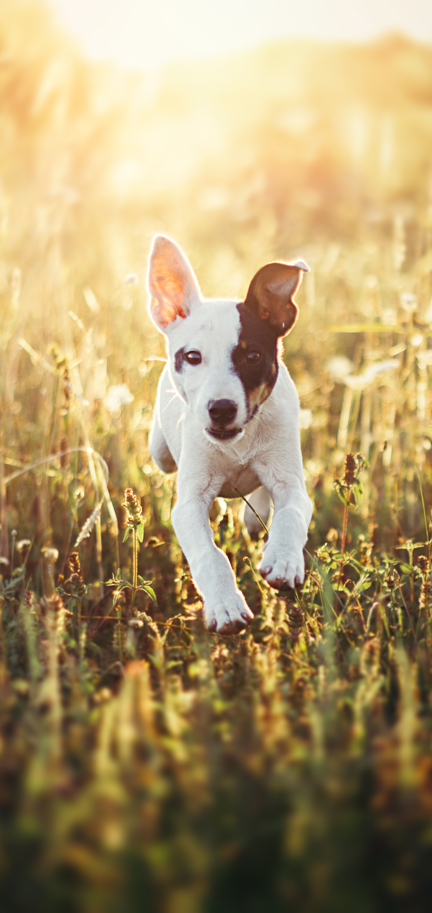 Download mobile wallpaper Dogs, Grass, Dog, Animal, Sunny for free.