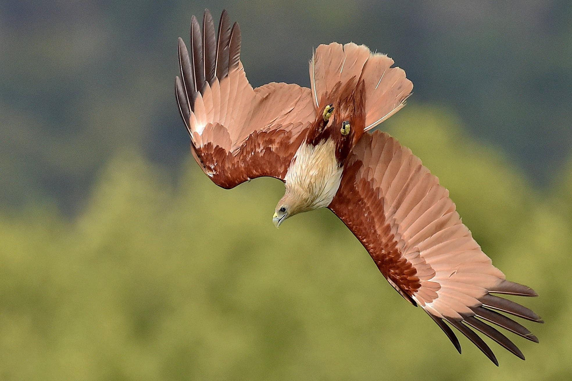 animal, brahminy kite, eagle, flight, kite, red backed sea eagle, swooping, wings, birds