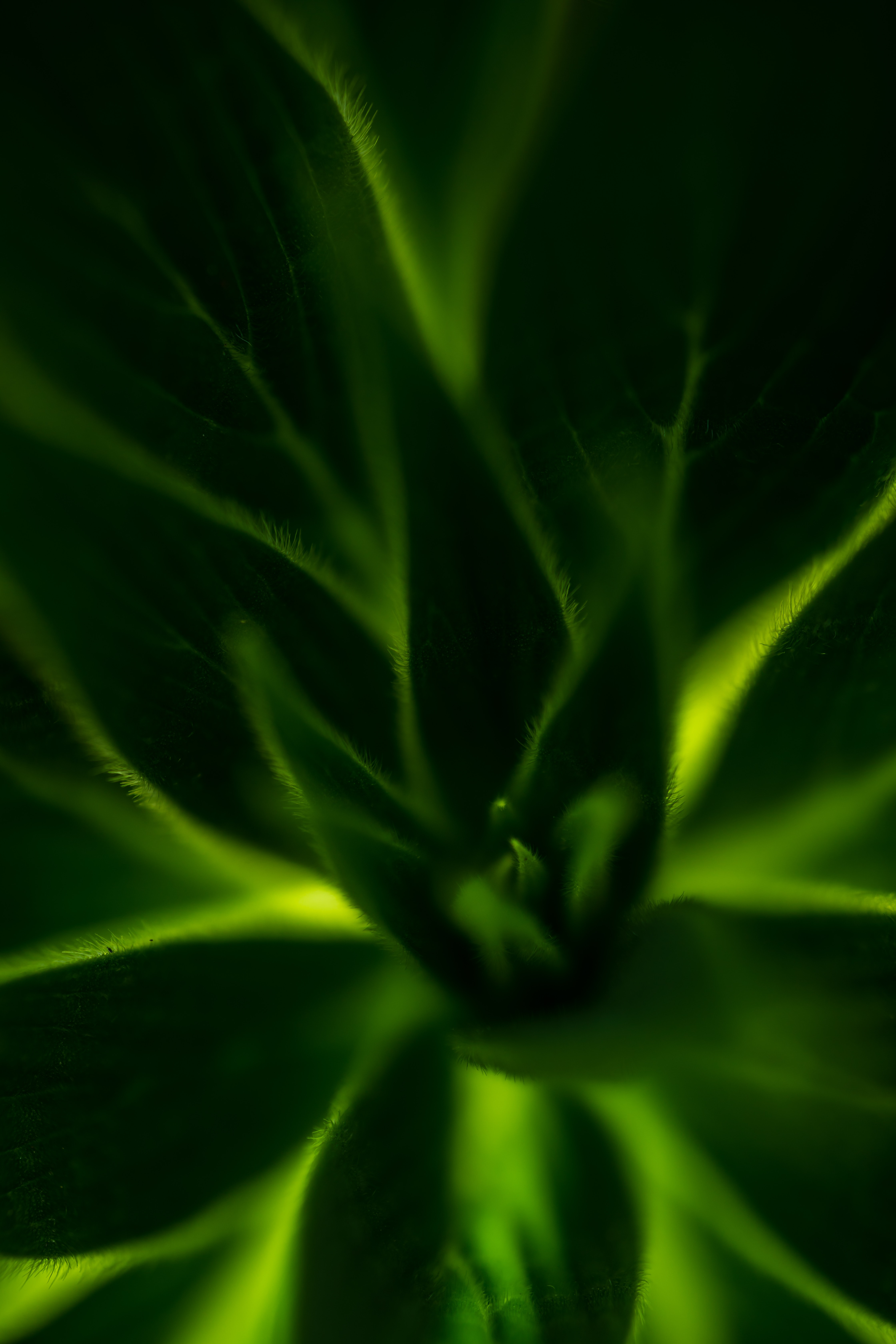 Download mobile wallpaper Macro, Leaves, Plant for free.