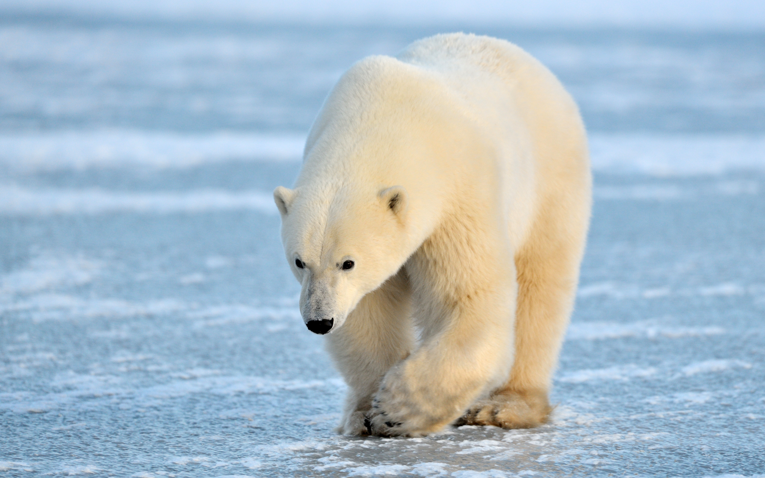 283152 baixar papel de parede animais, urso polar, urso, ursos - protetores de tela e imagens gratuitamente