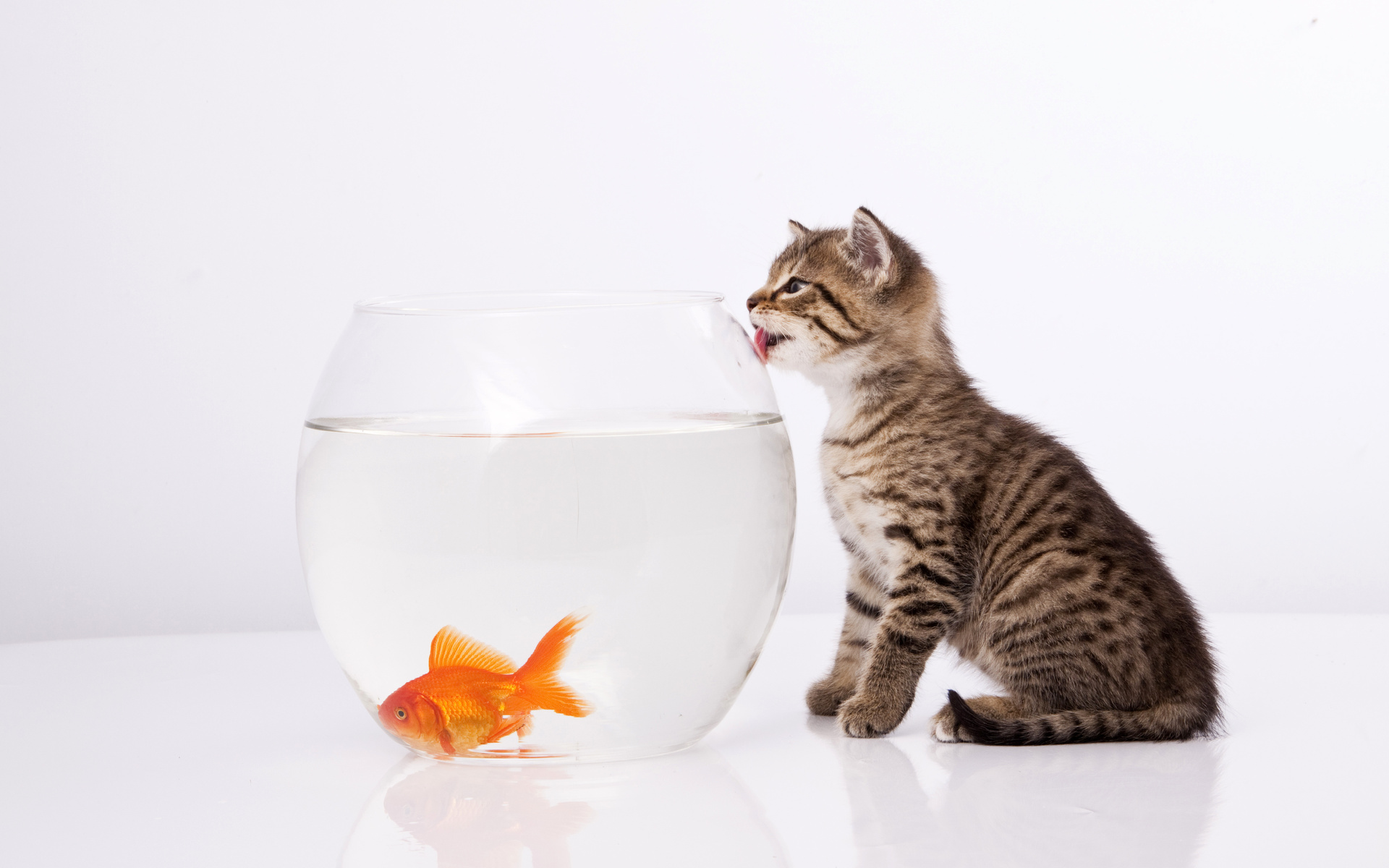 Скачать картинку Золотая Рыбка, Рыба, Кошка, Животные, Кошки в телефон бесплатно.
