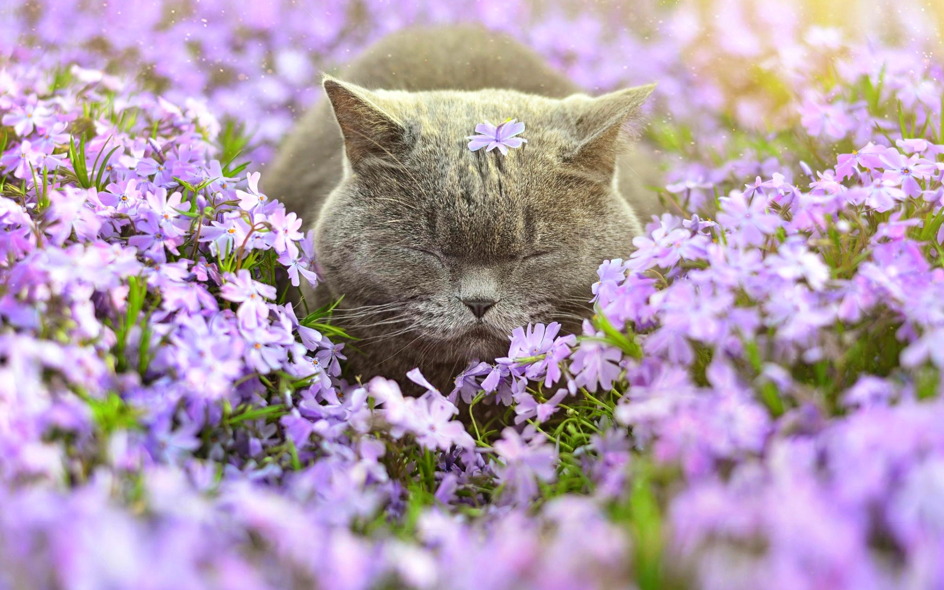 Завантажити шпалери безкоштовно Квітка, Кішка, Тварина, Коти, Спить, Фіолетова Квітка картинка на робочий стіл ПК