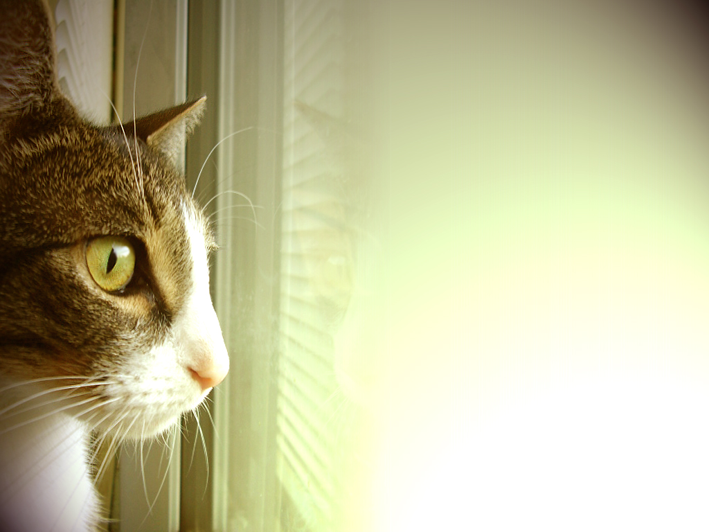 Free download wallpaper Cat, Animal on your PC desktop