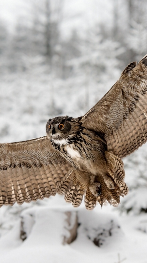 Descarga gratuita de fondo de pantalla para móvil de Animales, Búho, Aves.