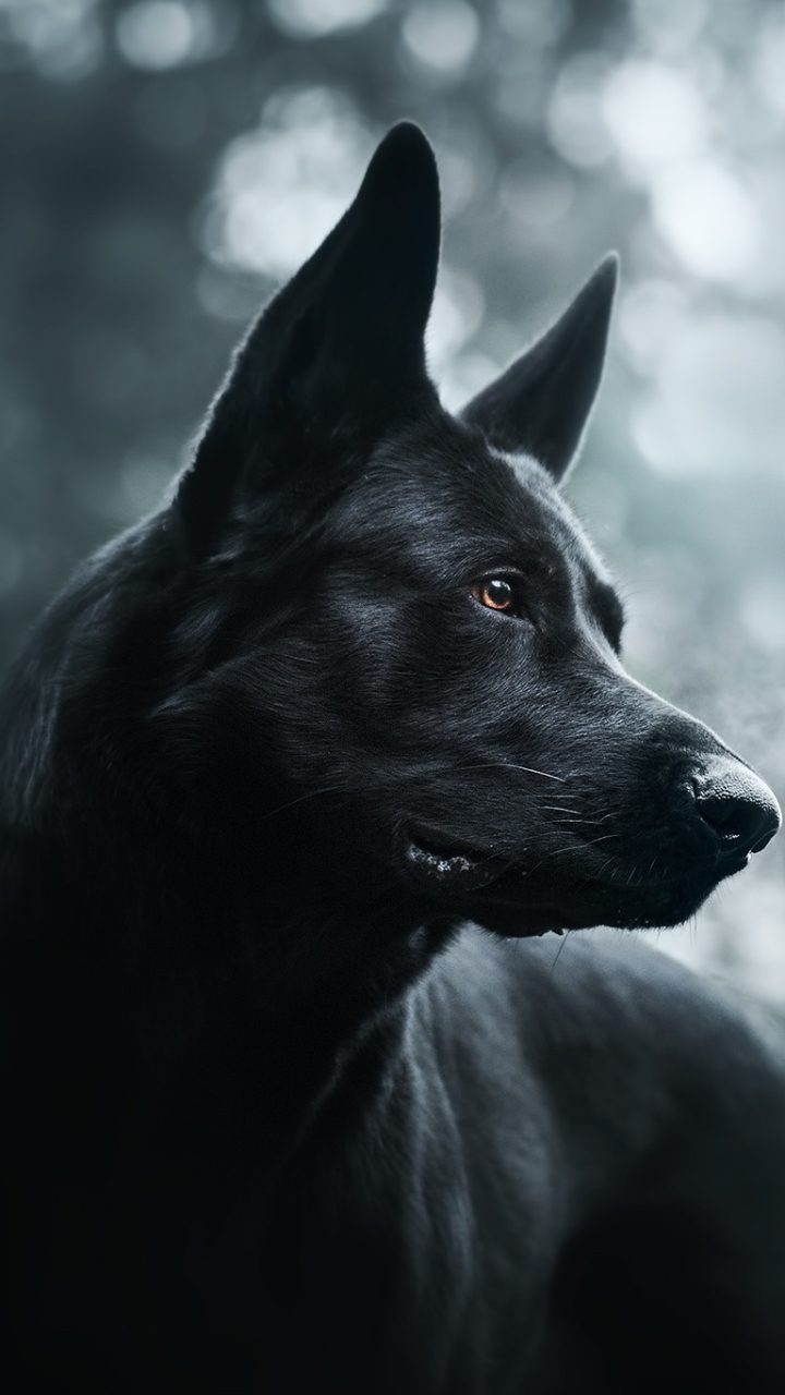 Download mobile wallpaper Dogs, Dog, Muzzle, Animal, Bokeh, German Shepherd for free.