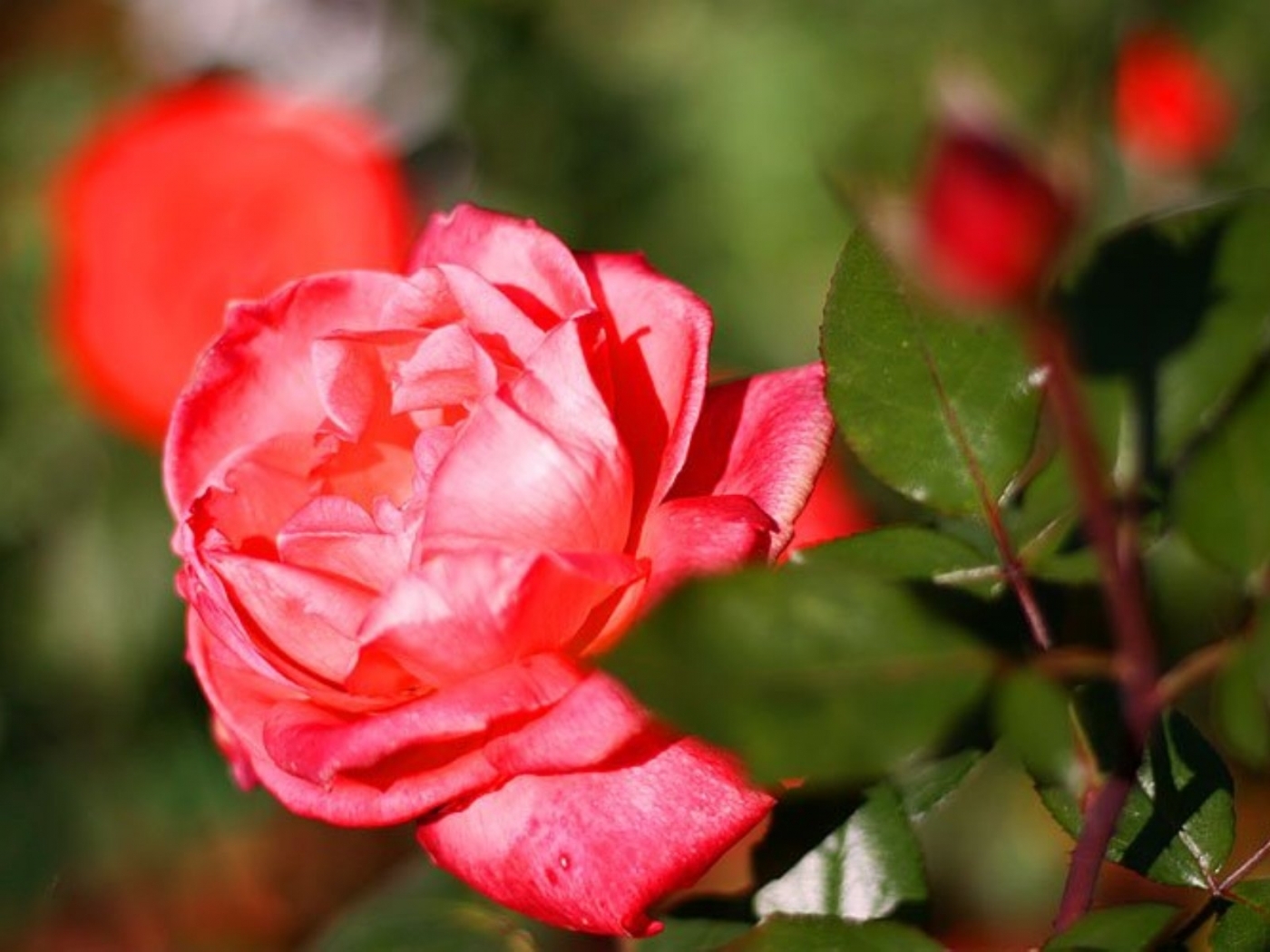 Descarga gratuita de fondo de pantalla para móvil de Plantas, Roses, Flores.