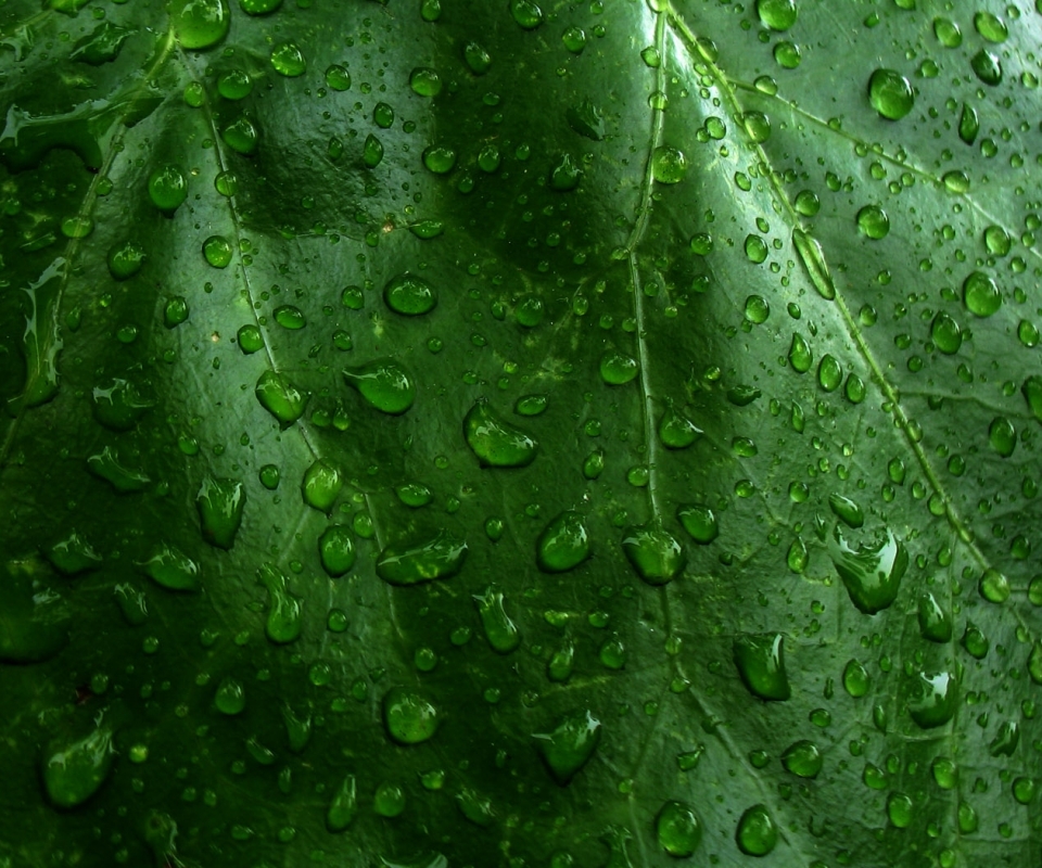 Download mobile wallpaper Plant, Earth, Raindrops, Water Drop for free.