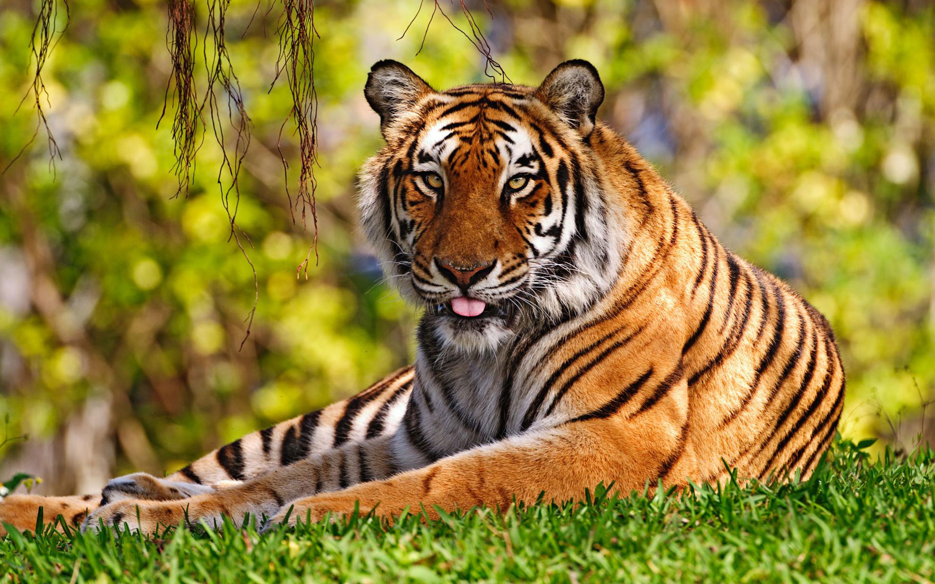 Téléchargez des papiers peints mobile Animaux, Chats, Tigre gratuitement.