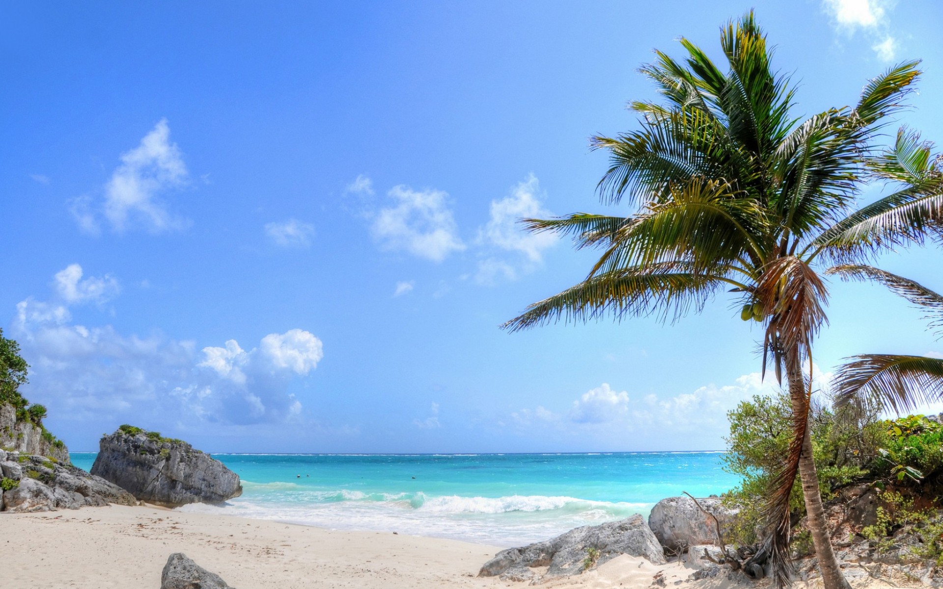 Download mobile wallpaper Sea, Beach, Earth, Tropics, Palm Tree for free.