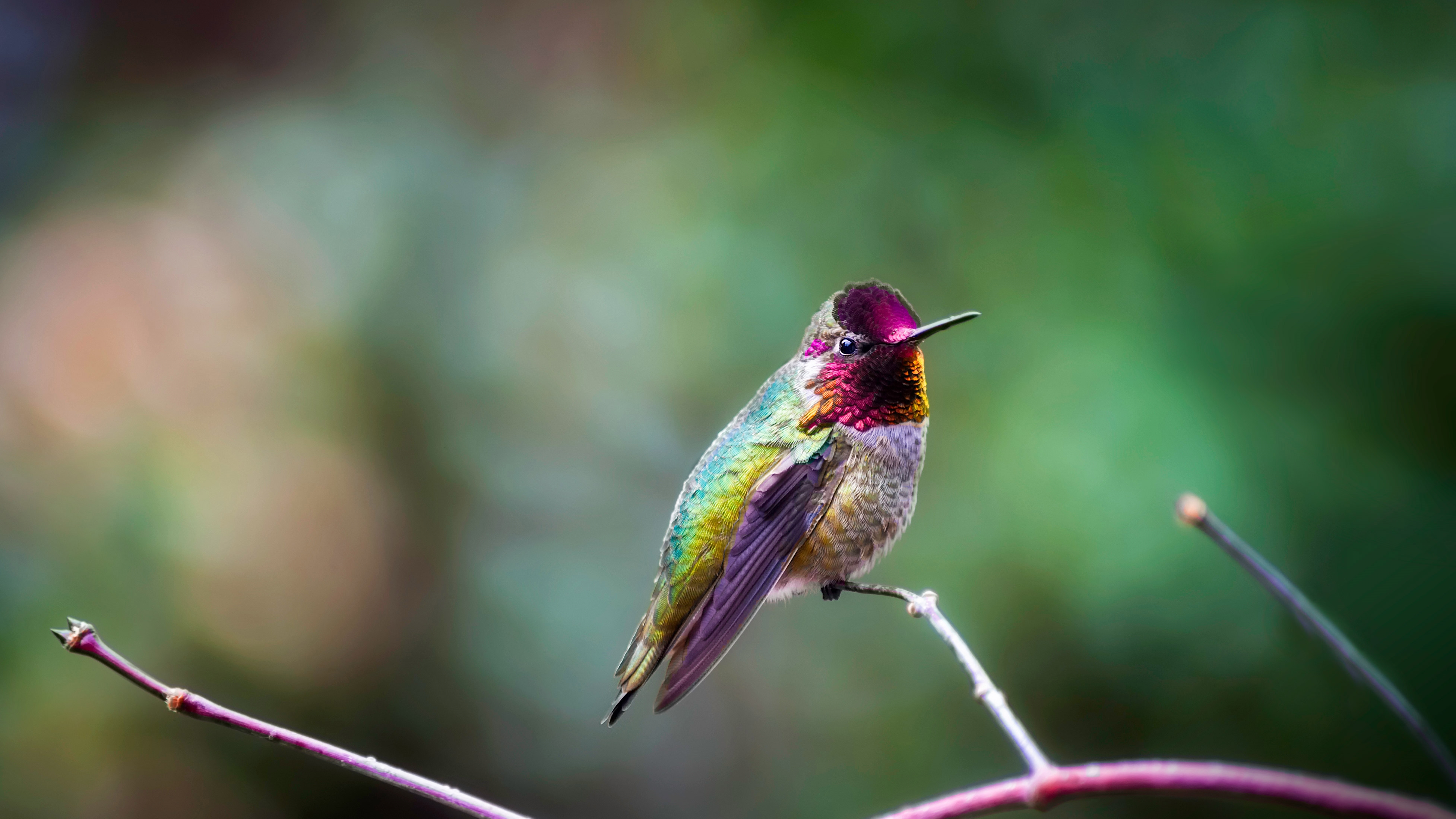 Die besten Annas Kolibri-Hintergründe für den Telefonbildschirm