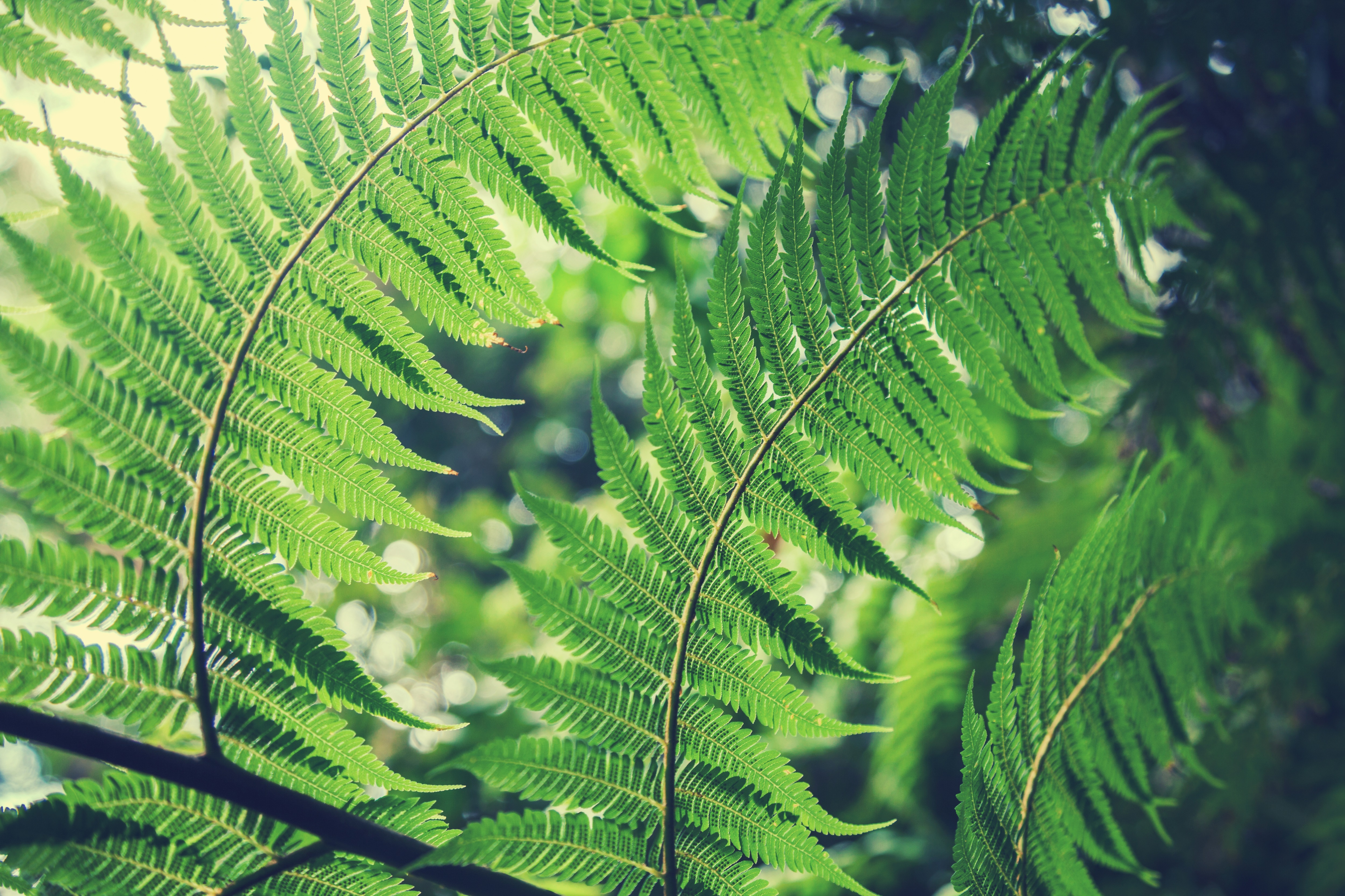 Download mobile wallpaper Plant, Fern, Close Up, Earth, Bokeh for free.