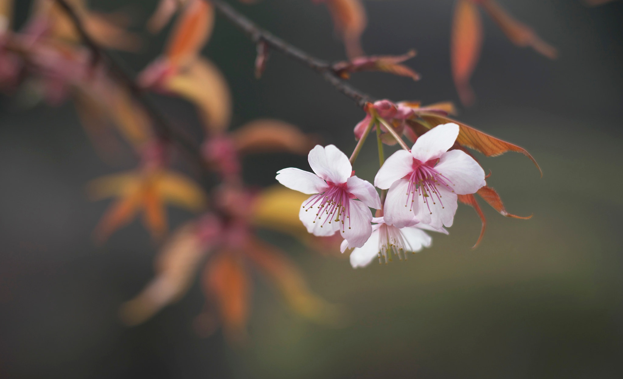Free download wallpaper Flowers, Branch, Earth, Spring, Blossom on your PC desktop