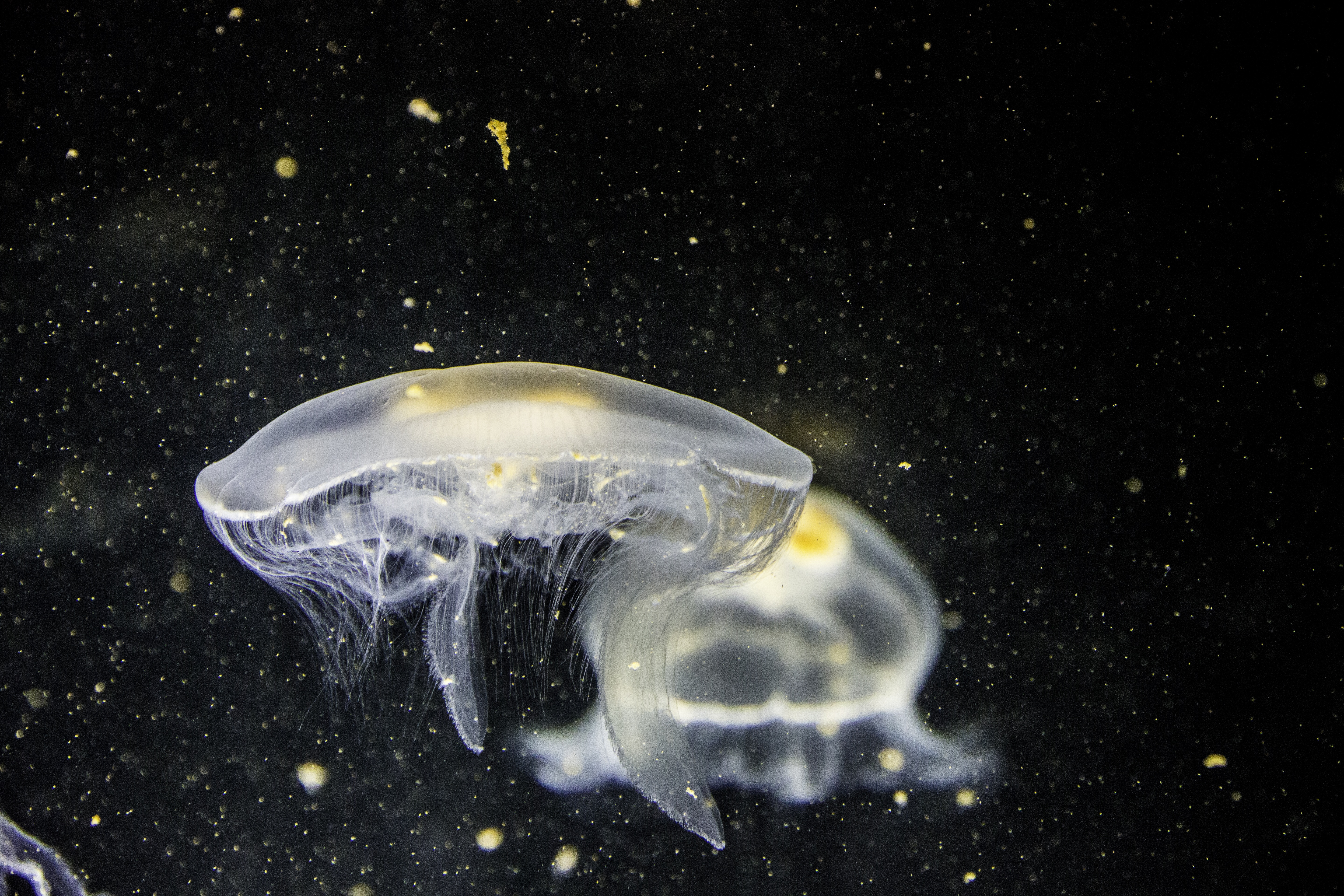 107254 скачать обои медуза, подводный мир, животные, крупным планом, щупальцы - заставки и картинки бесплатно