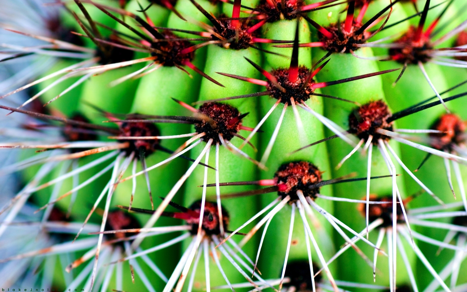 Free download wallpaper Nature, Earth, Cactus on your PC desktop