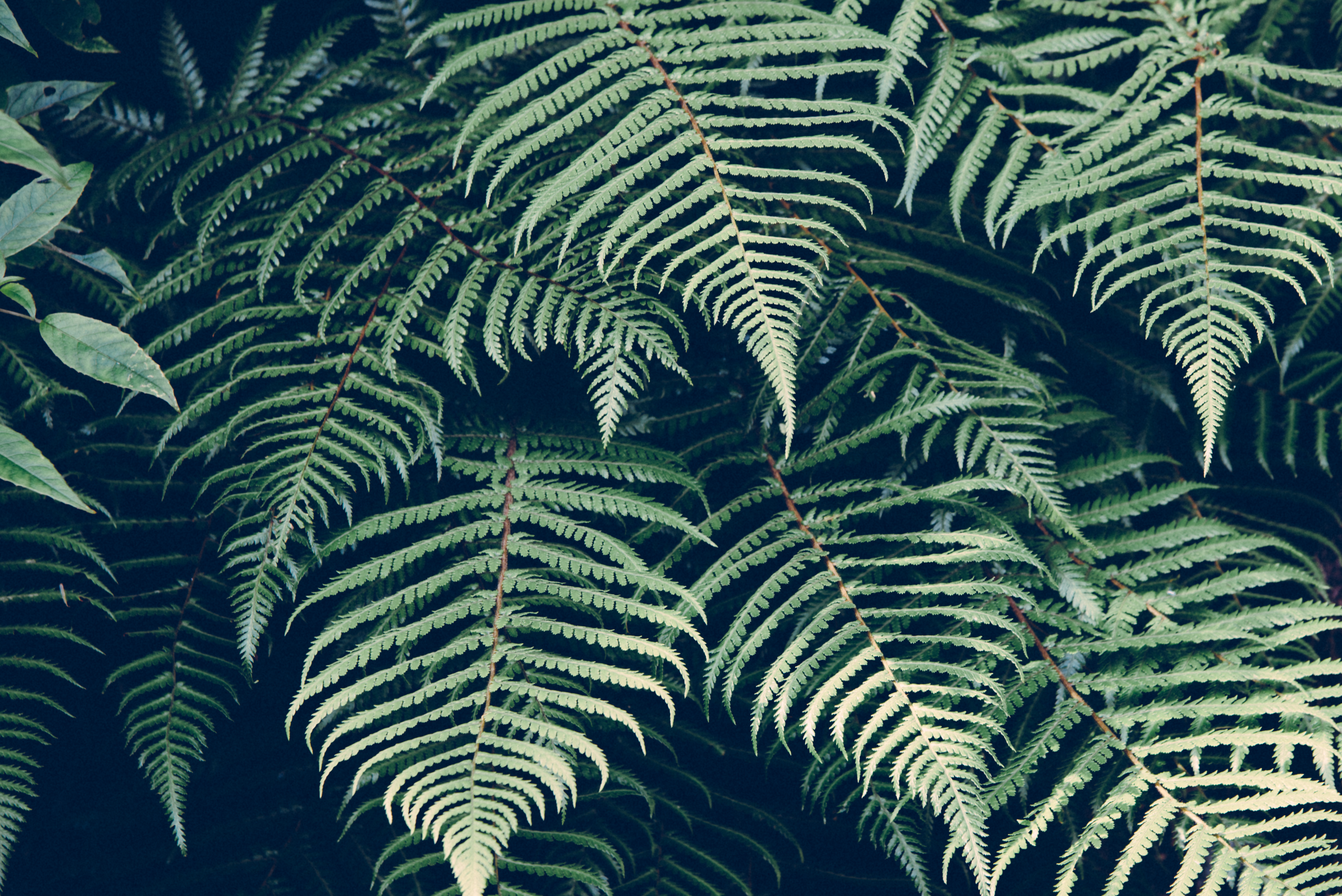 Download mobile wallpaper Nature, Fern, Earth for free.