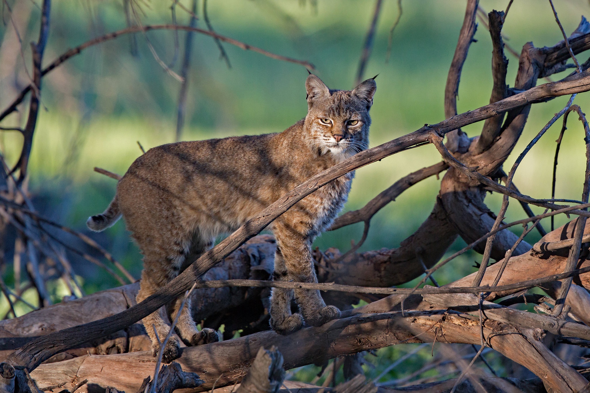 Laden Sie das Tiere, Katzen, Luchs-Bild kostenlos auf Ihren PC-Desktop herunter