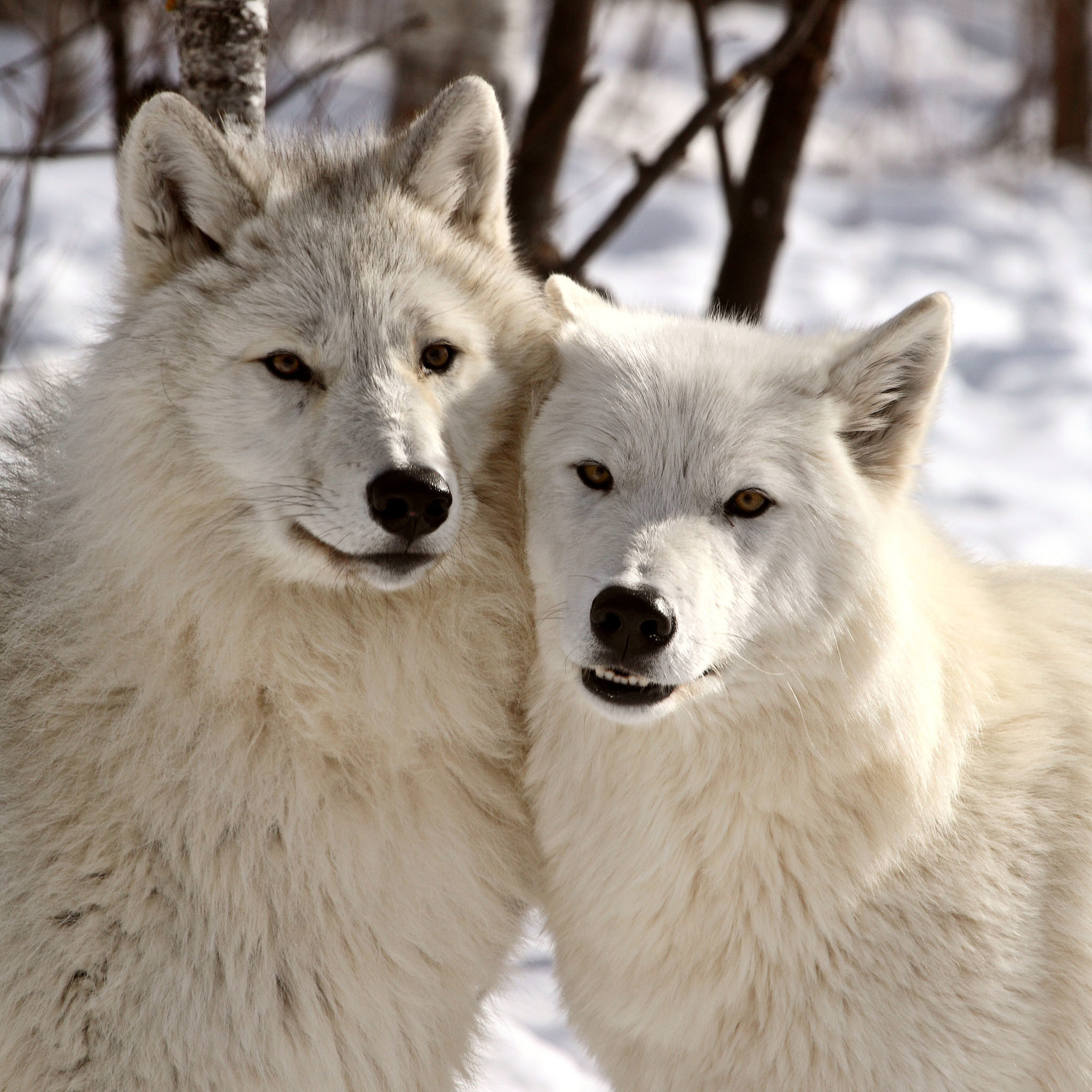 Download mobile wallpaper Winter, Wolf, Animal, White Wolf, Wolves for free.