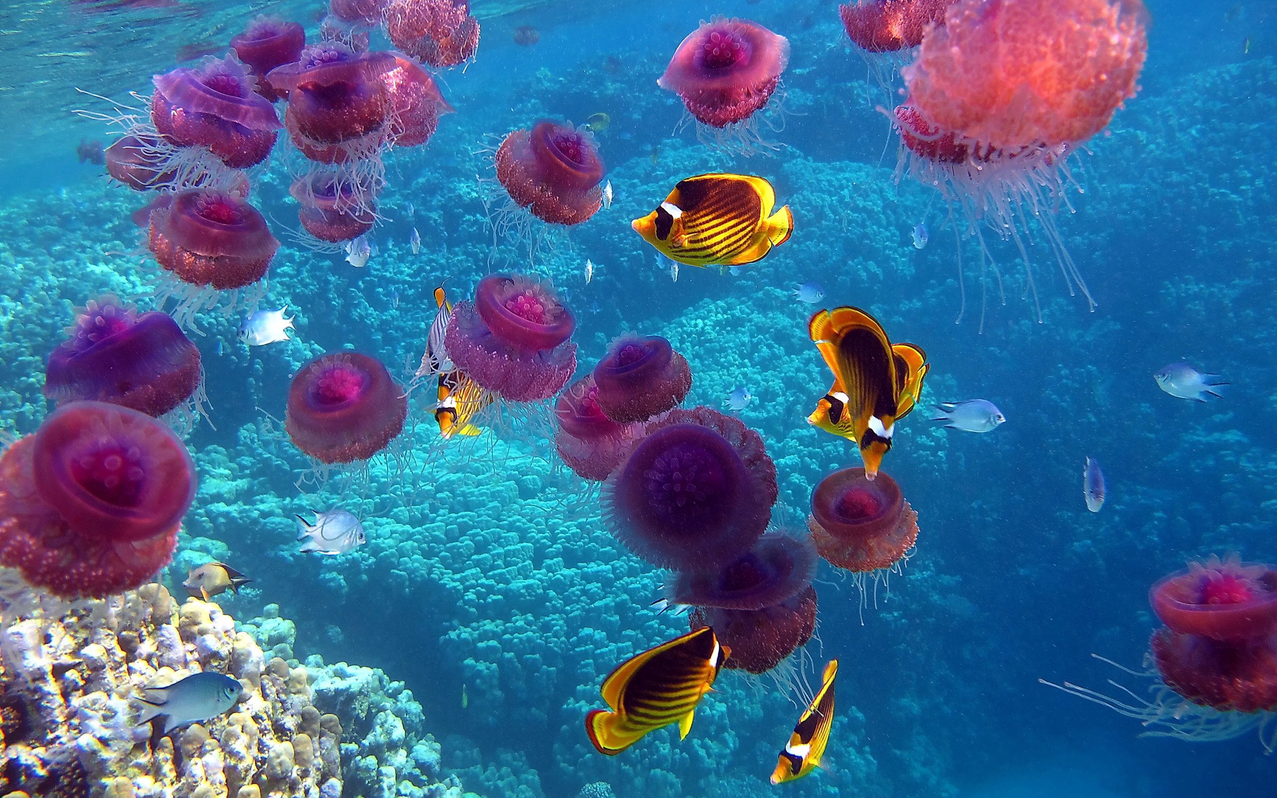 137873 скачать картинку подводный мир, медузы, плавать, рыбы, животные - обои и заставки бесплатно