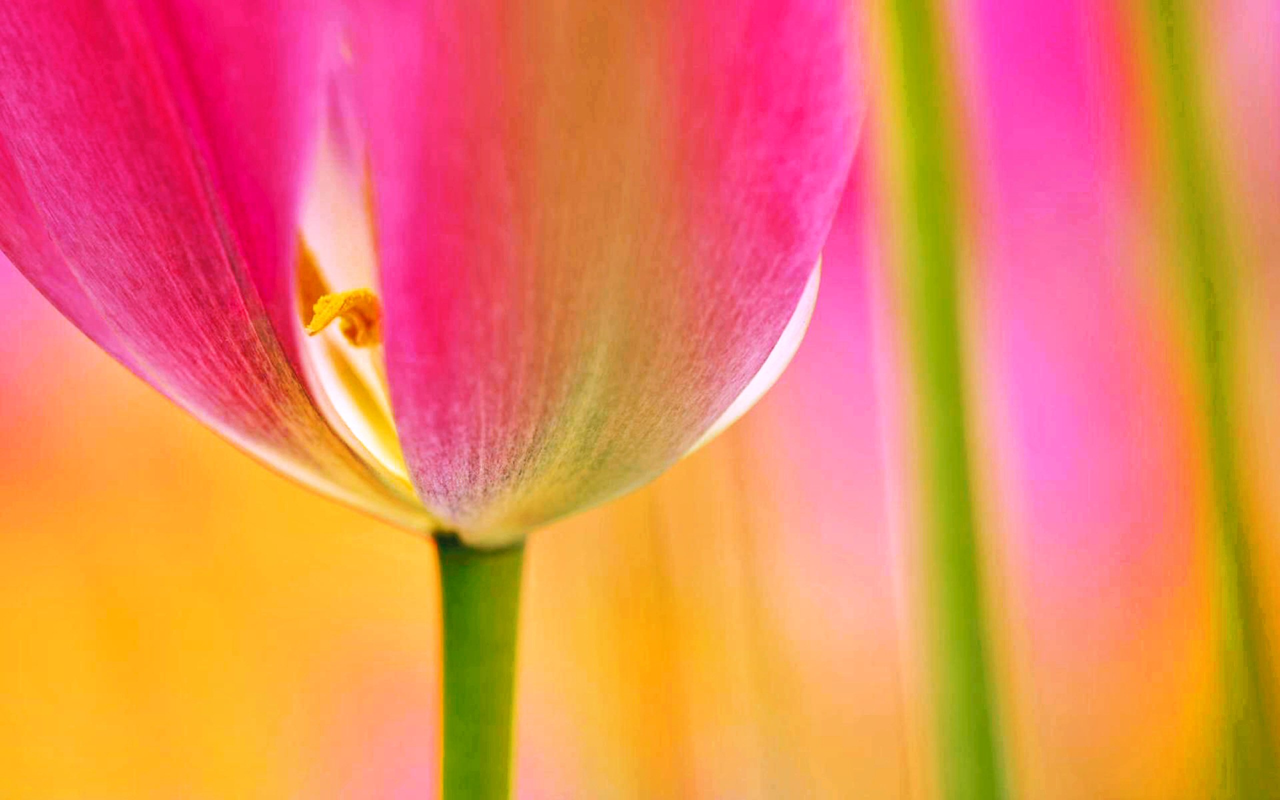Free download wallpaper Flowers, Flower, Earth, Colorful, Spring, Tulip, Petal, Pink Flower on your PC desktop
