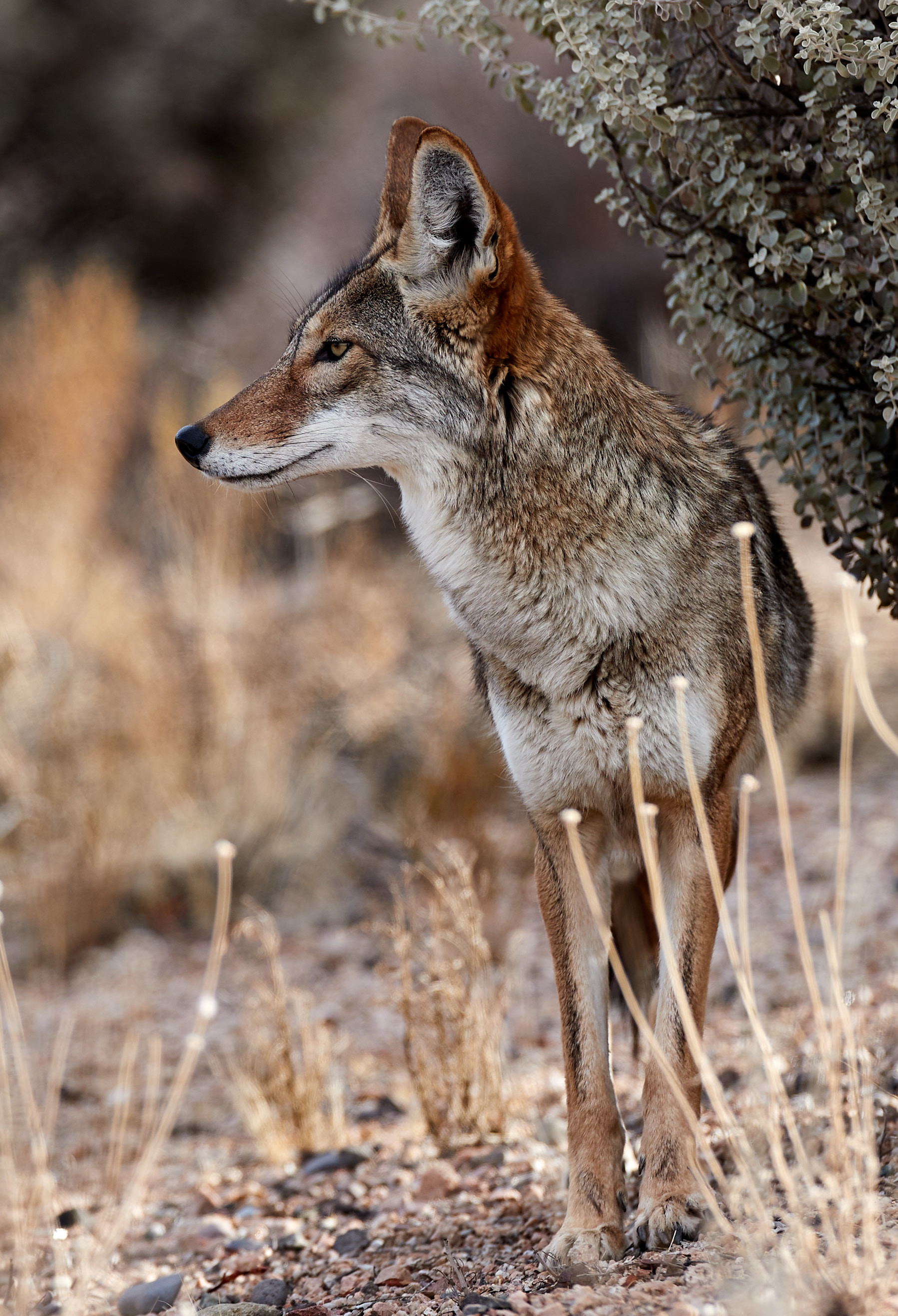 72156 Hintergrundbild herunterladen tiere, grau, braun, wilde natur, wildlife, tier, kojote - Bildschirmschoner und Bilder kostenlos